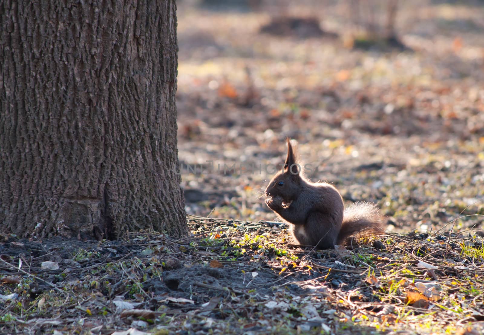 Squirell stuffing a nut into open mouth