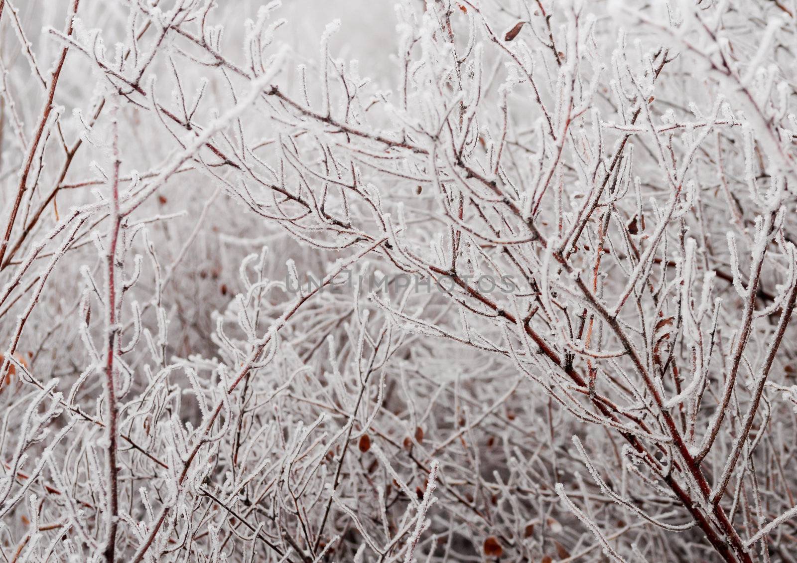 Thin branches covered with heavy ice