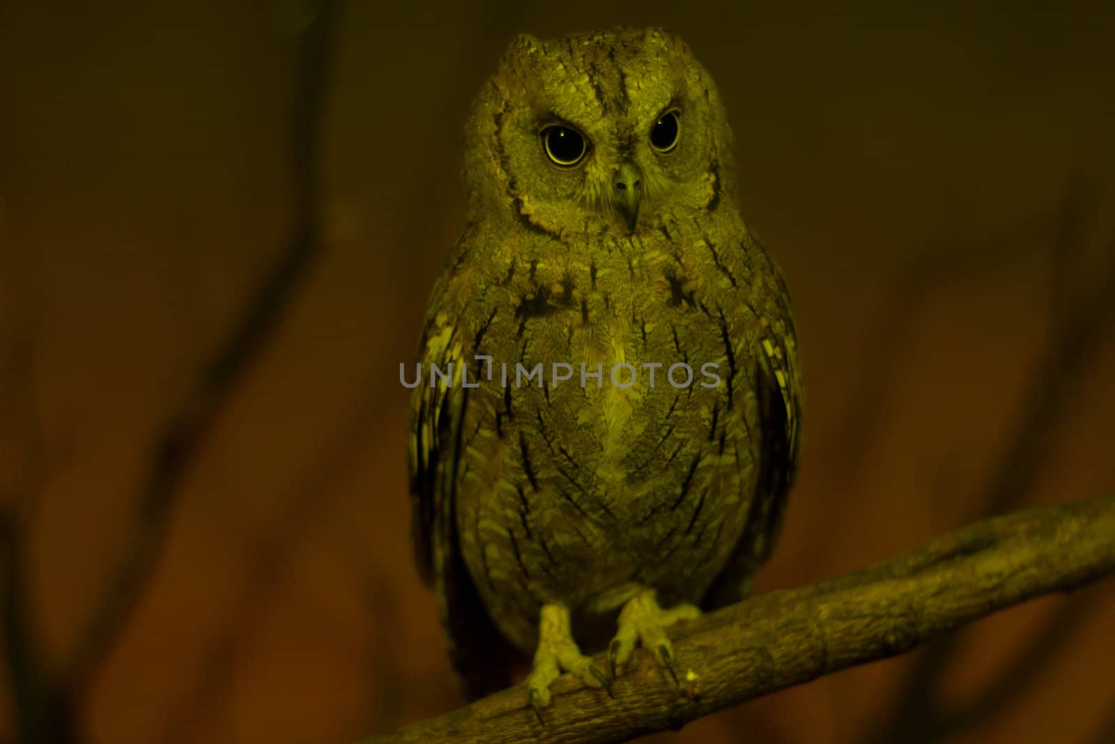 Intelligent owl posing naturally on a branch at night