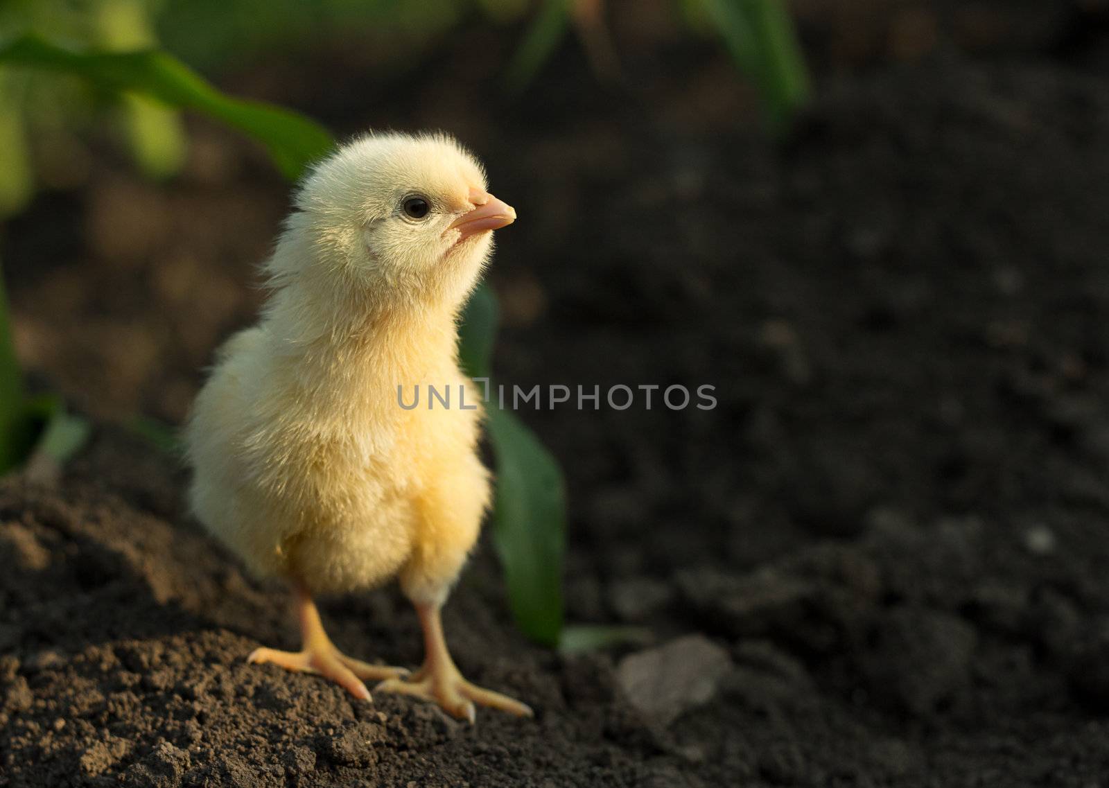 Concentrated little chicken by catalinr