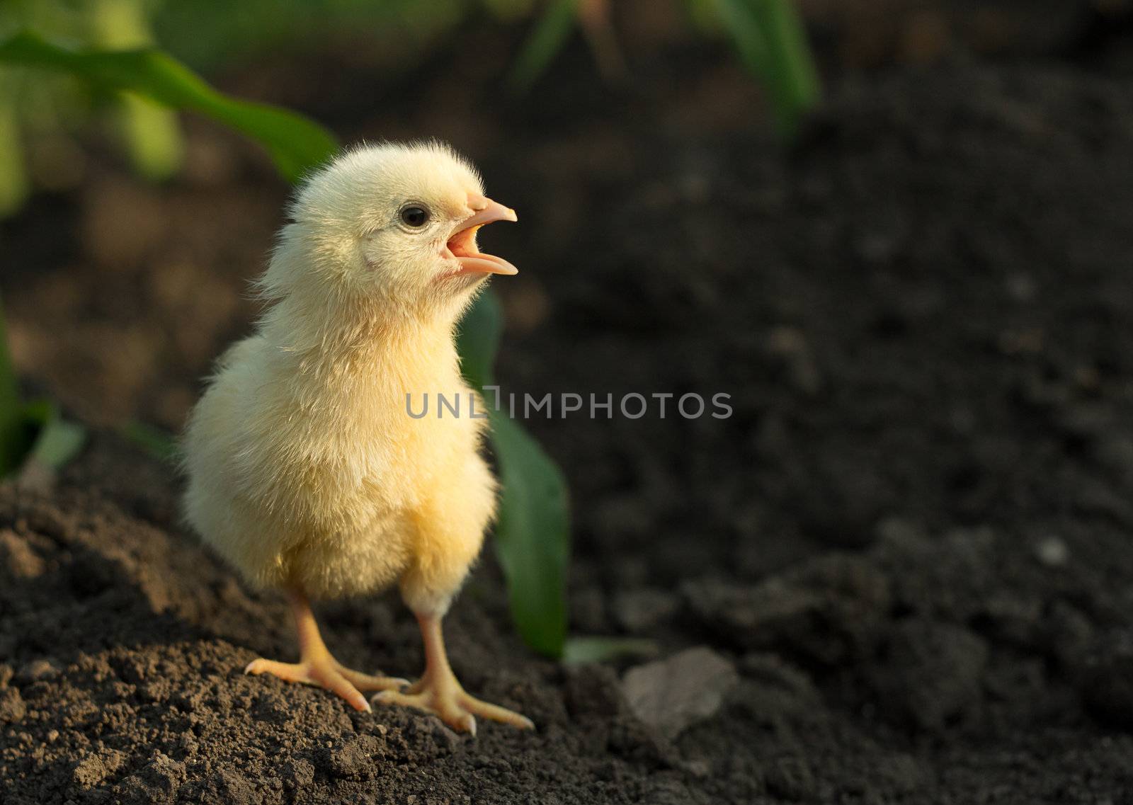 little angry chicken standing on earth and shouting 