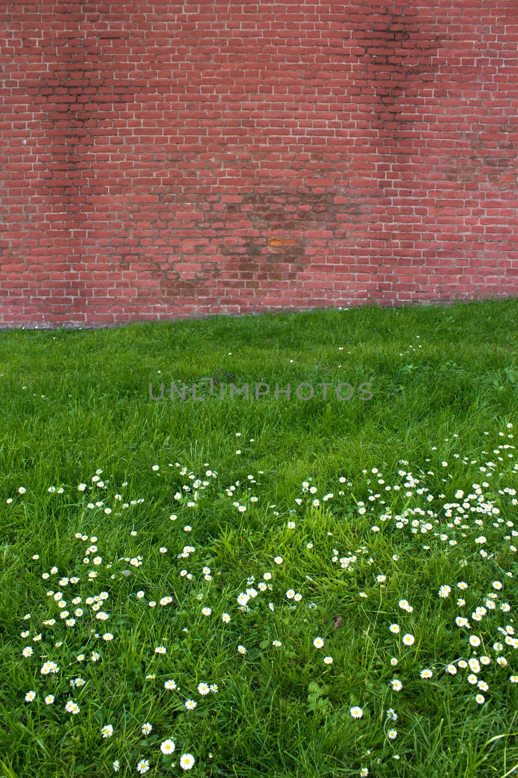 Red brick wall contrasting over green flower field