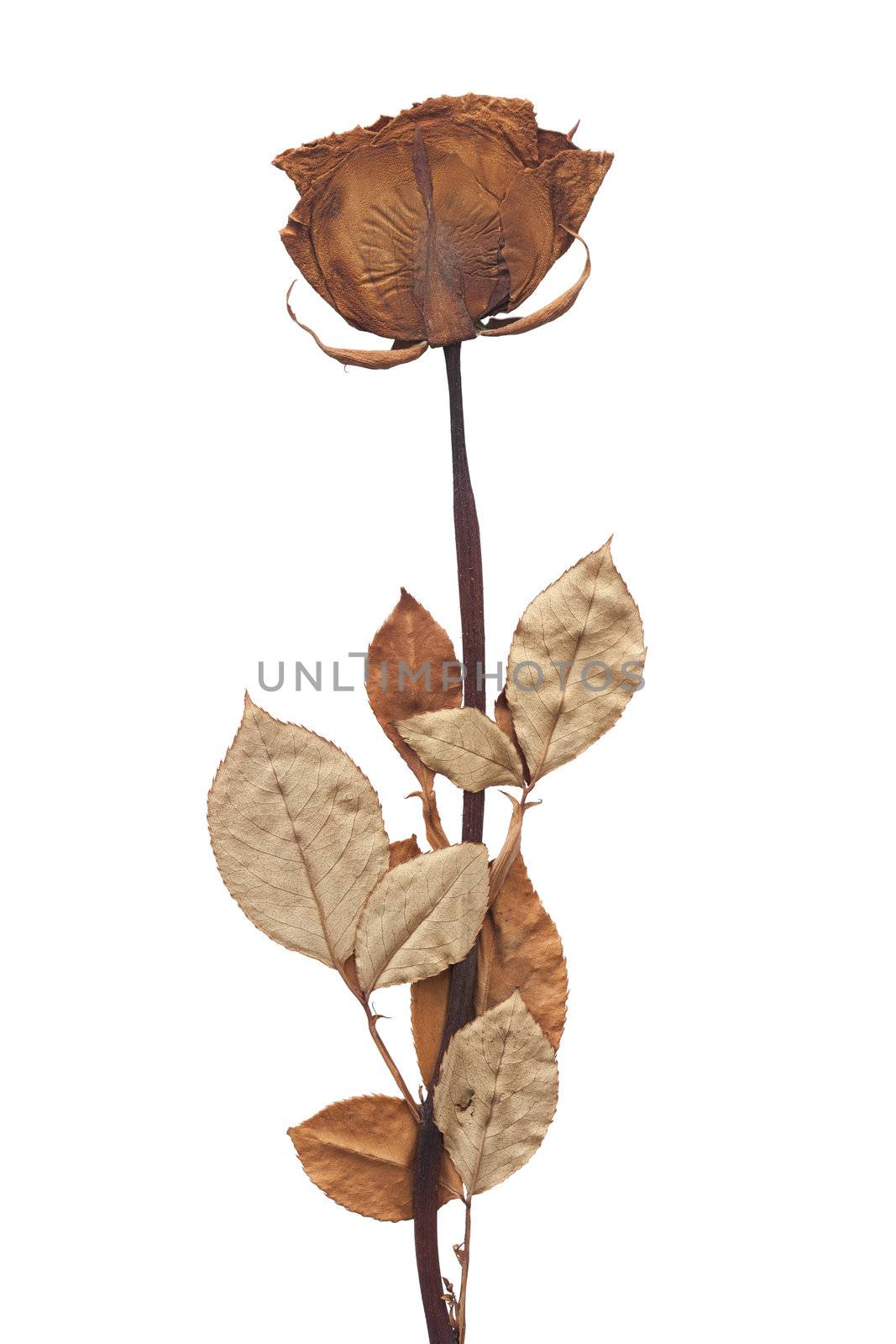 Dried rose isolated on white background