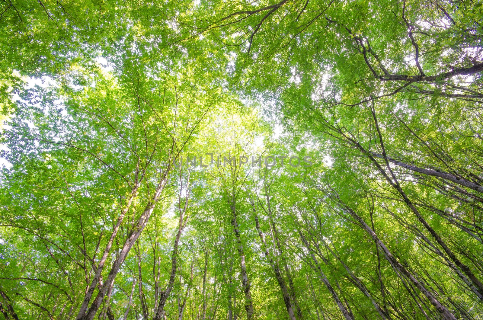 Green forest in bright summer day