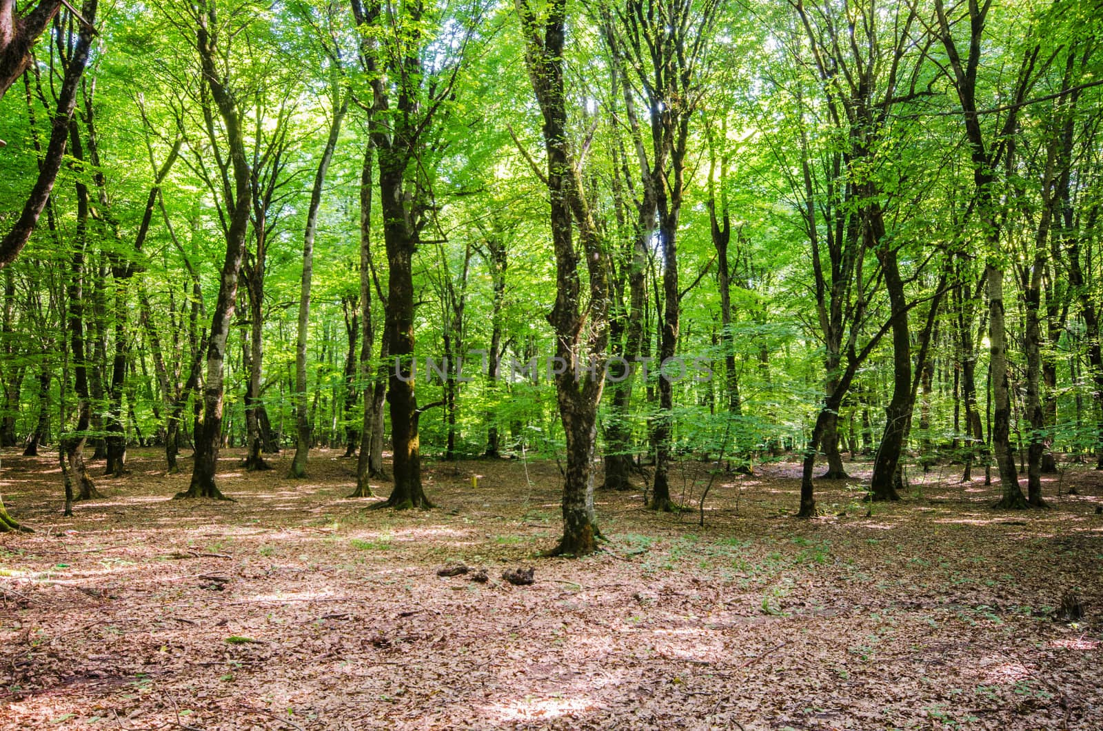 Green forest during bright summer day