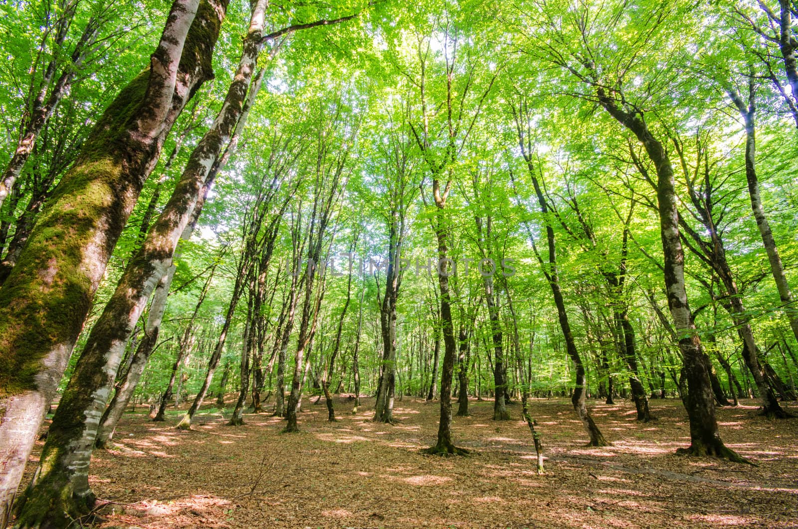 Green forest during bright summer day