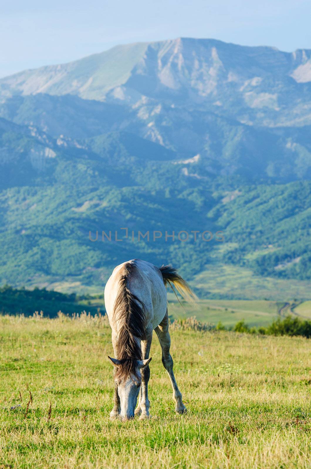 Lonely horse at the meadow