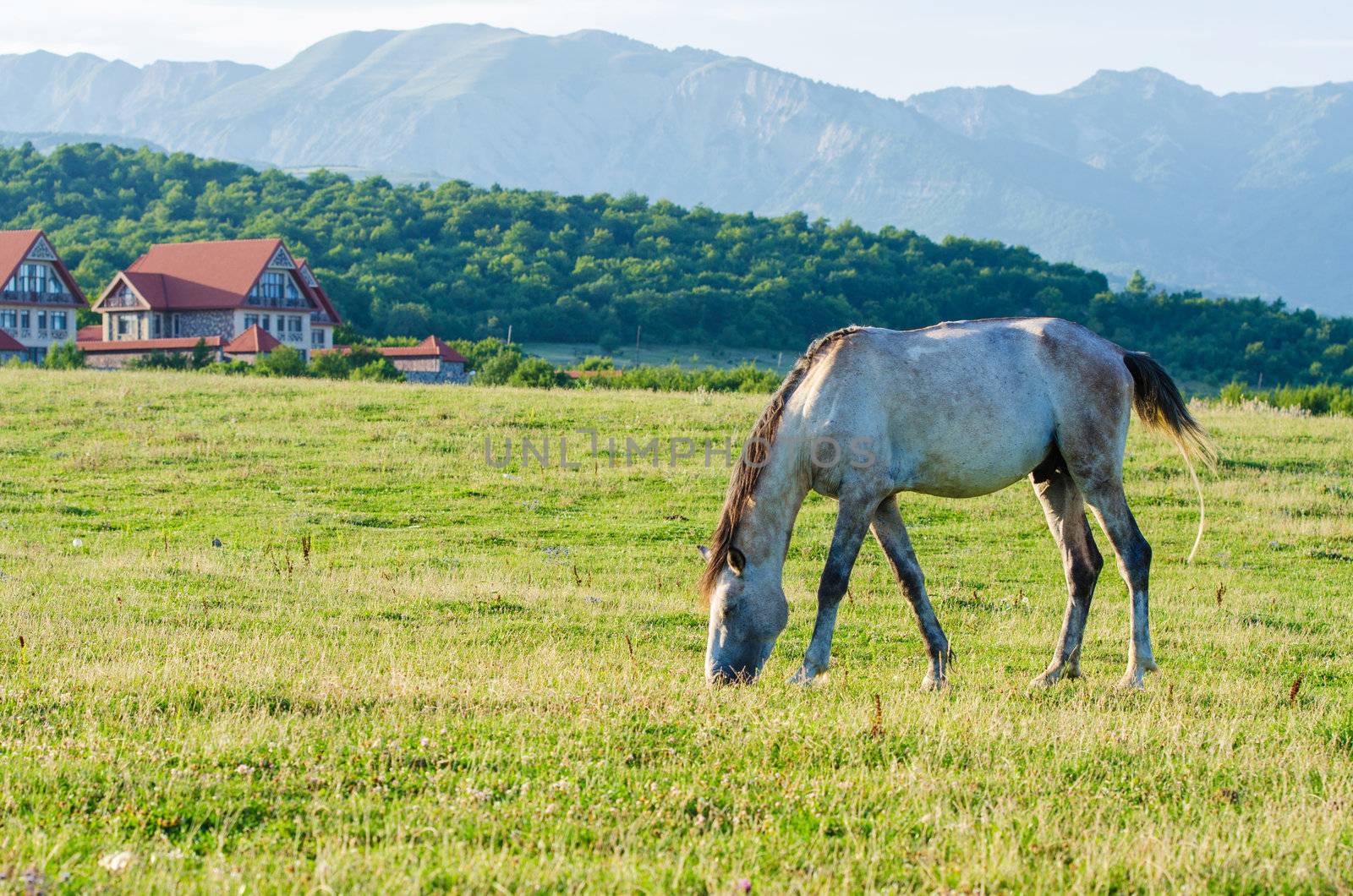 Lonely horse at the meadow