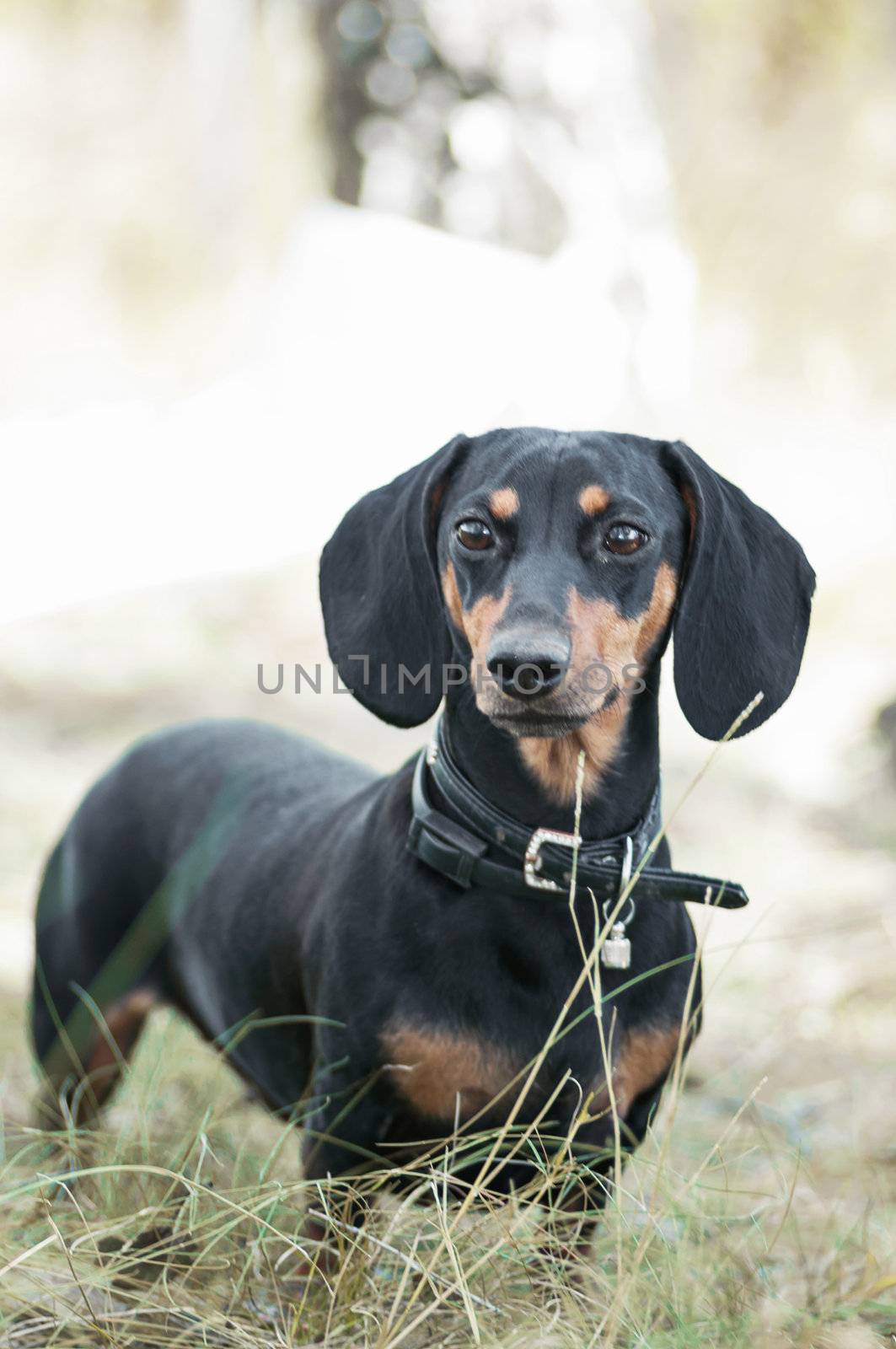 dark brown dachshund running around and playing in the summer park