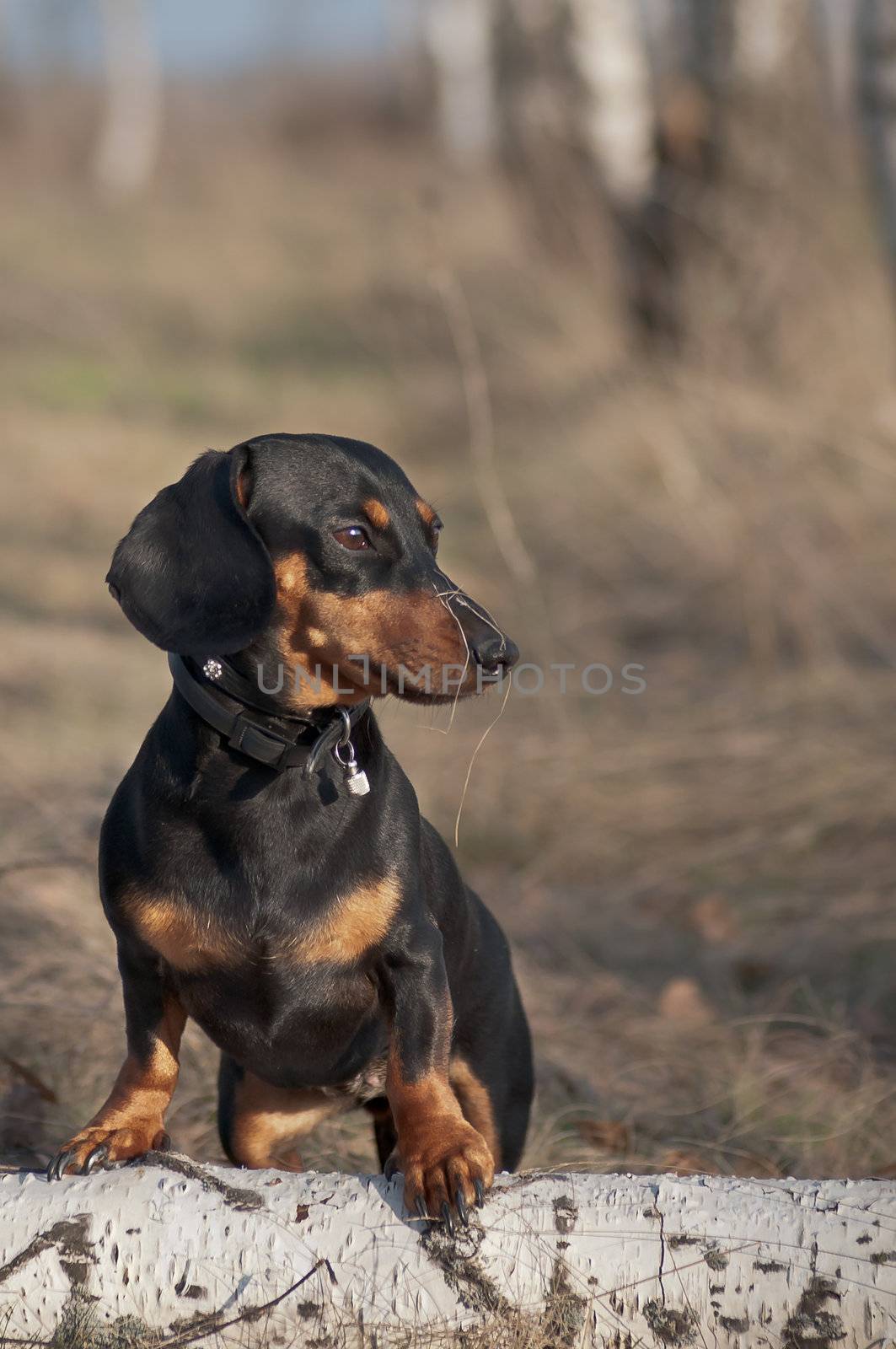 dark brown dachshund running around and playing in the summer park