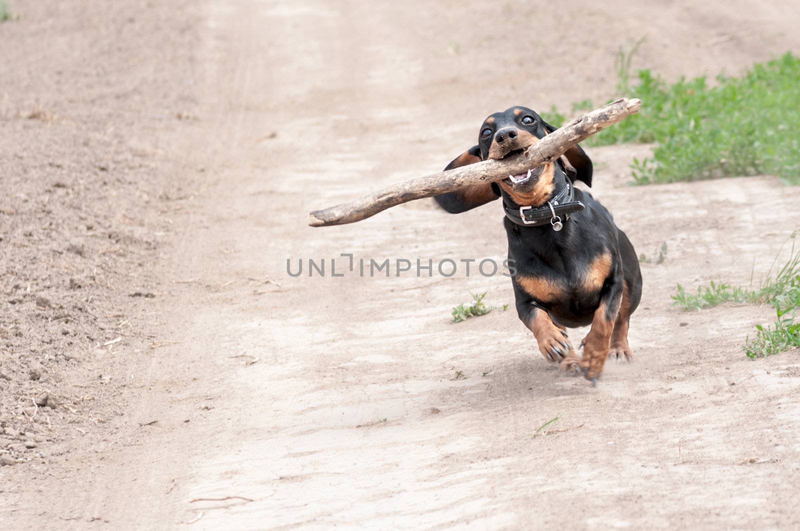 dark brown dachshund running around and playing in the summer park