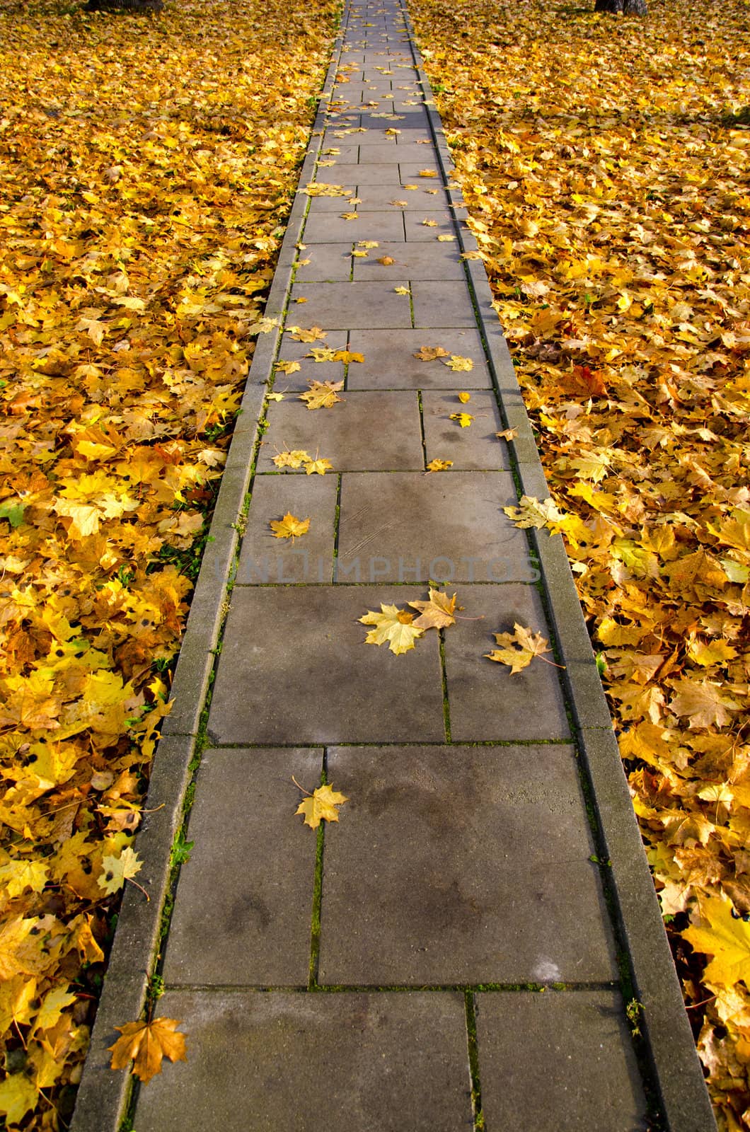 concrete pavement park path through autumn leaves