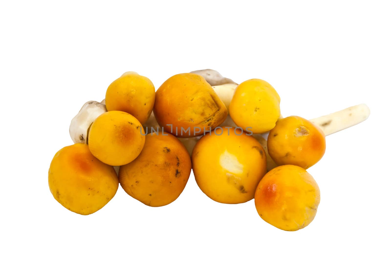 Yellow mushroom, mushroom local region of Thailand.
