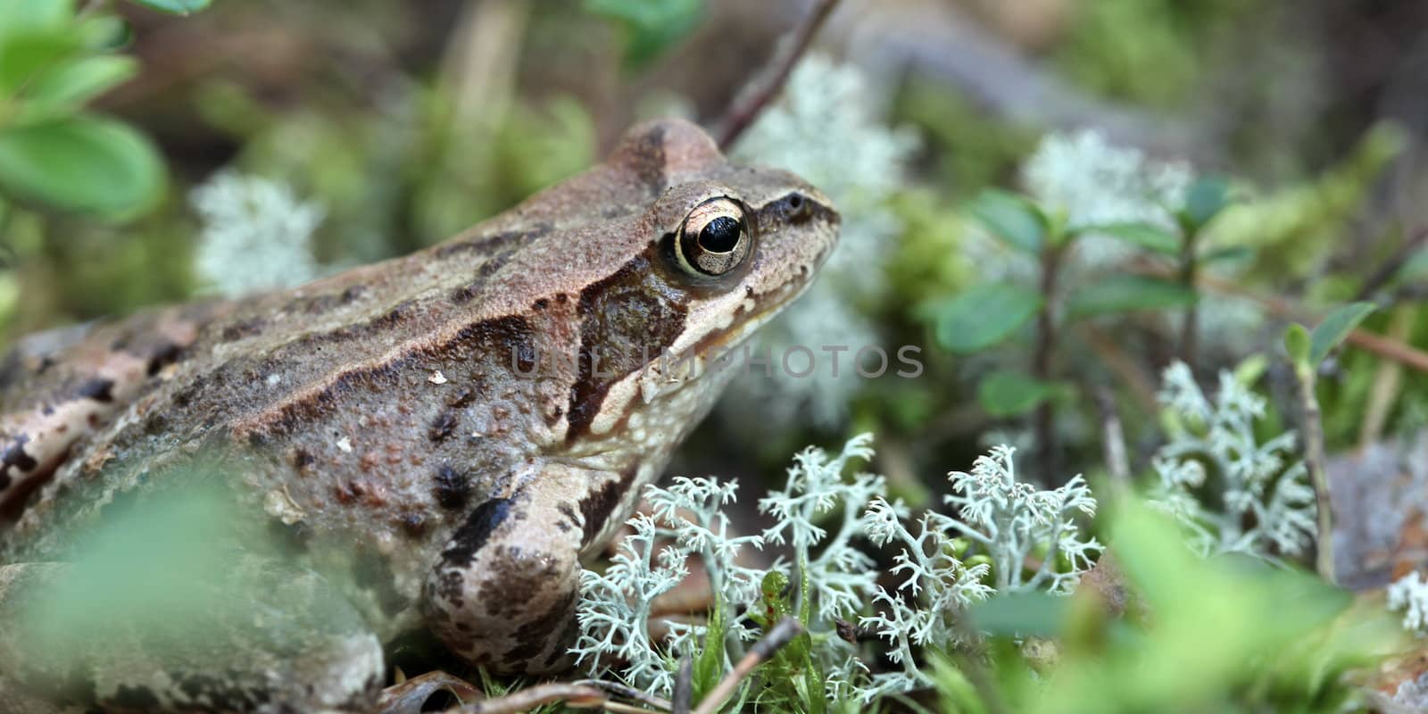 toad sitting in the grass