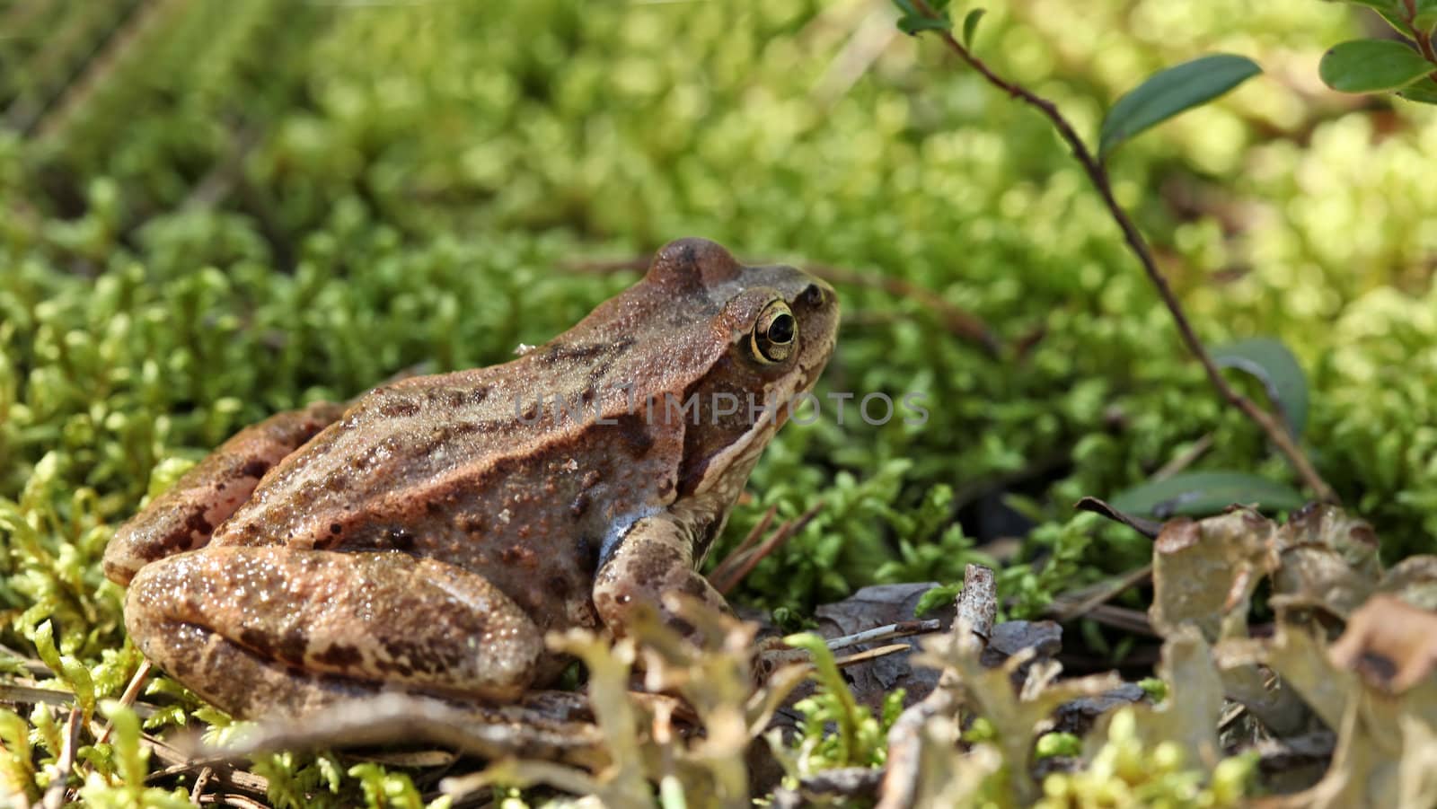 toad sitting in the grass