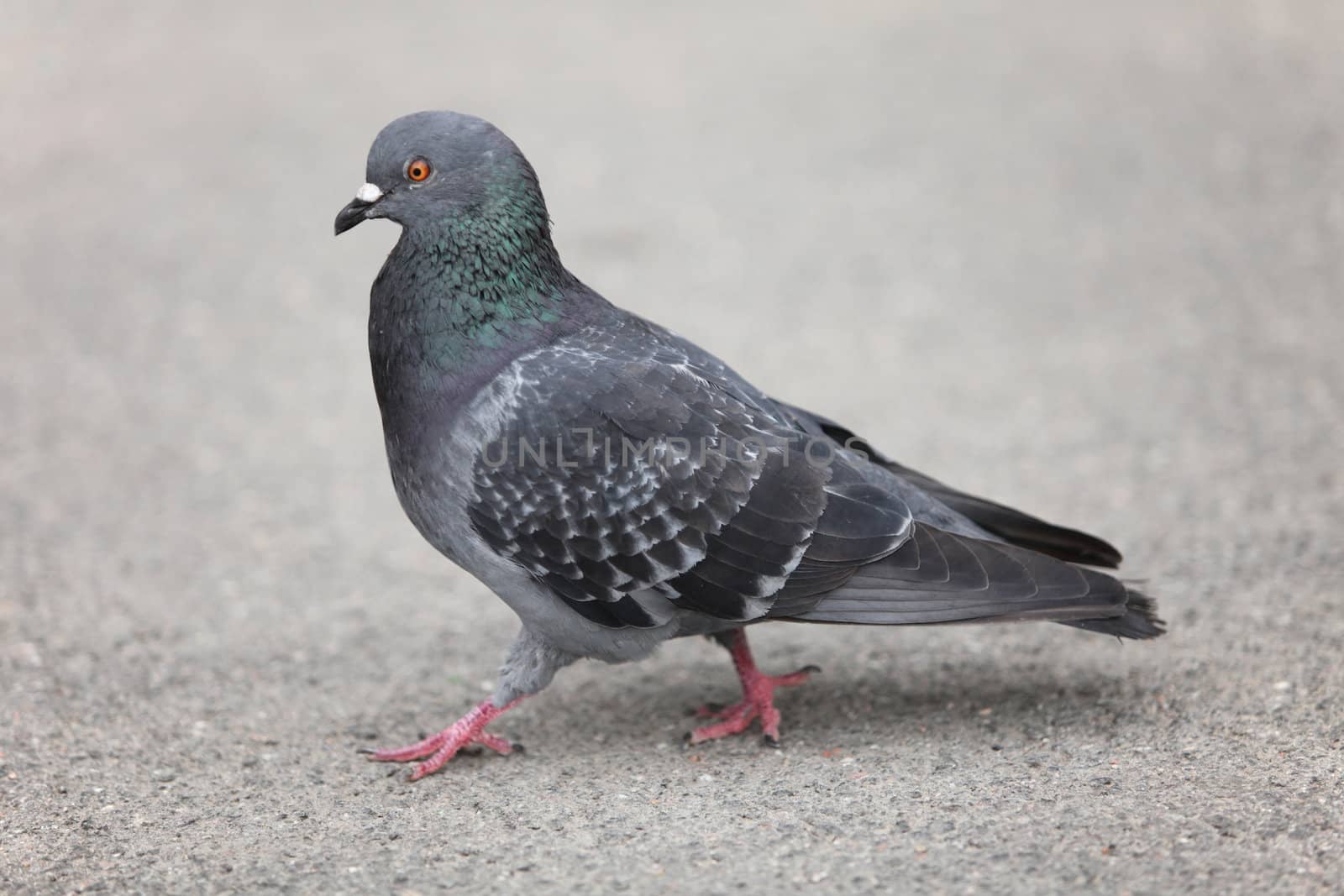 pigeon walking on the ground