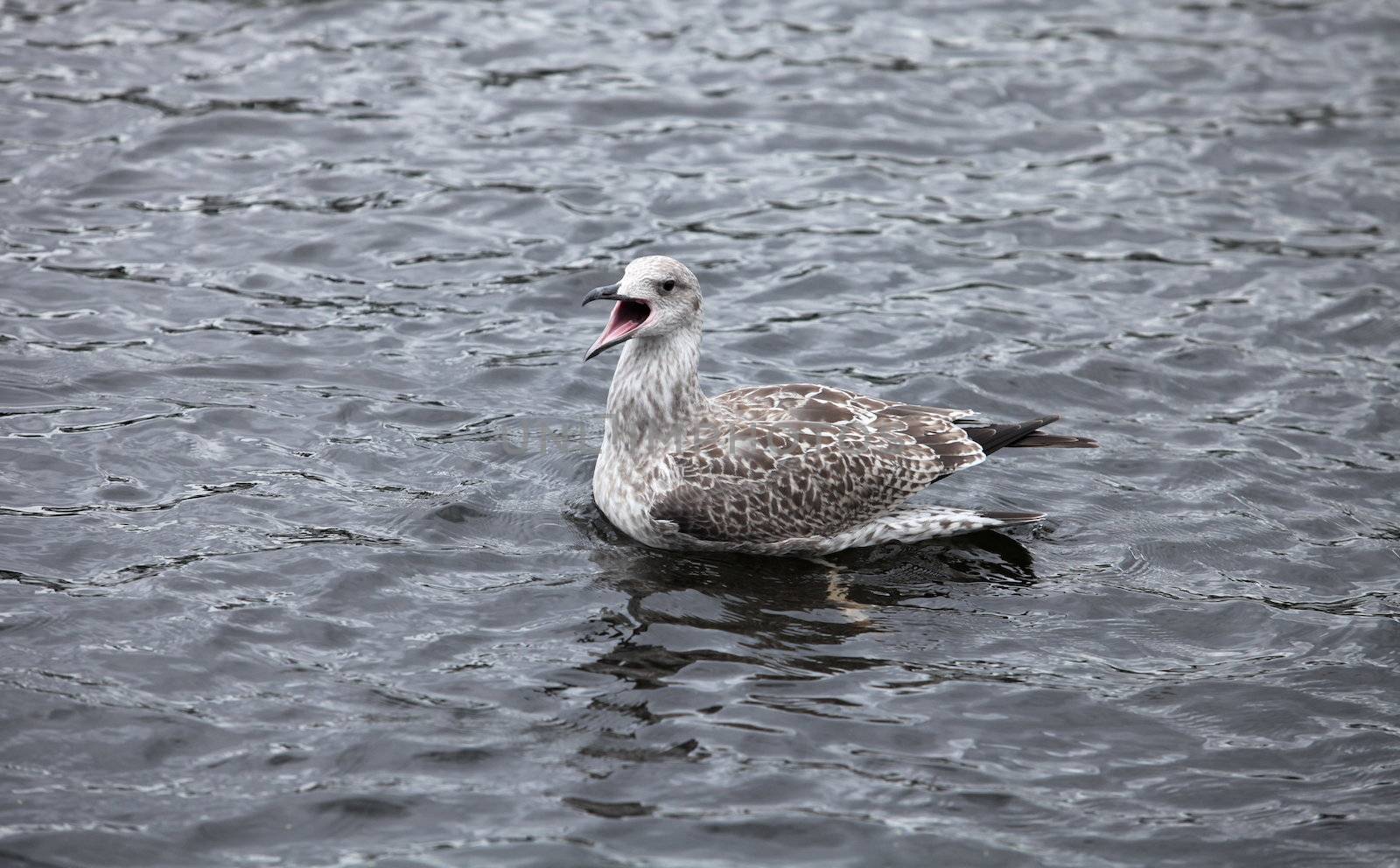 seagull widely opened its beak in the water