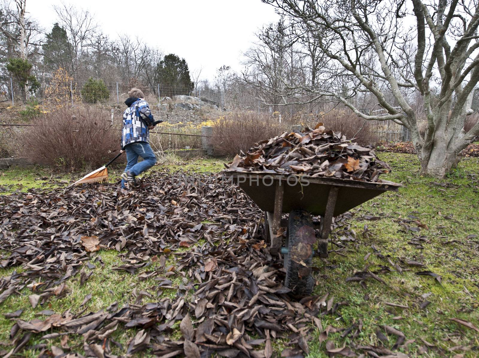 Young boy raking leaves in the garden