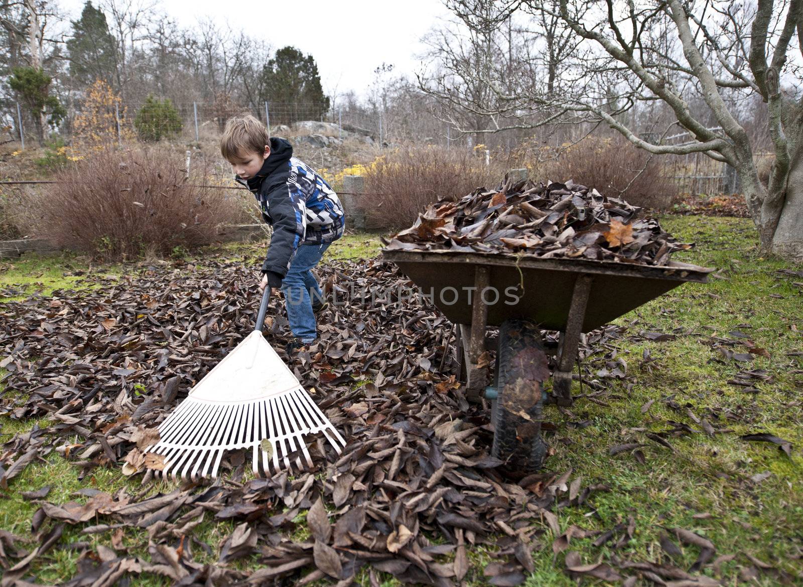 Young boy raking leaves in the garden
