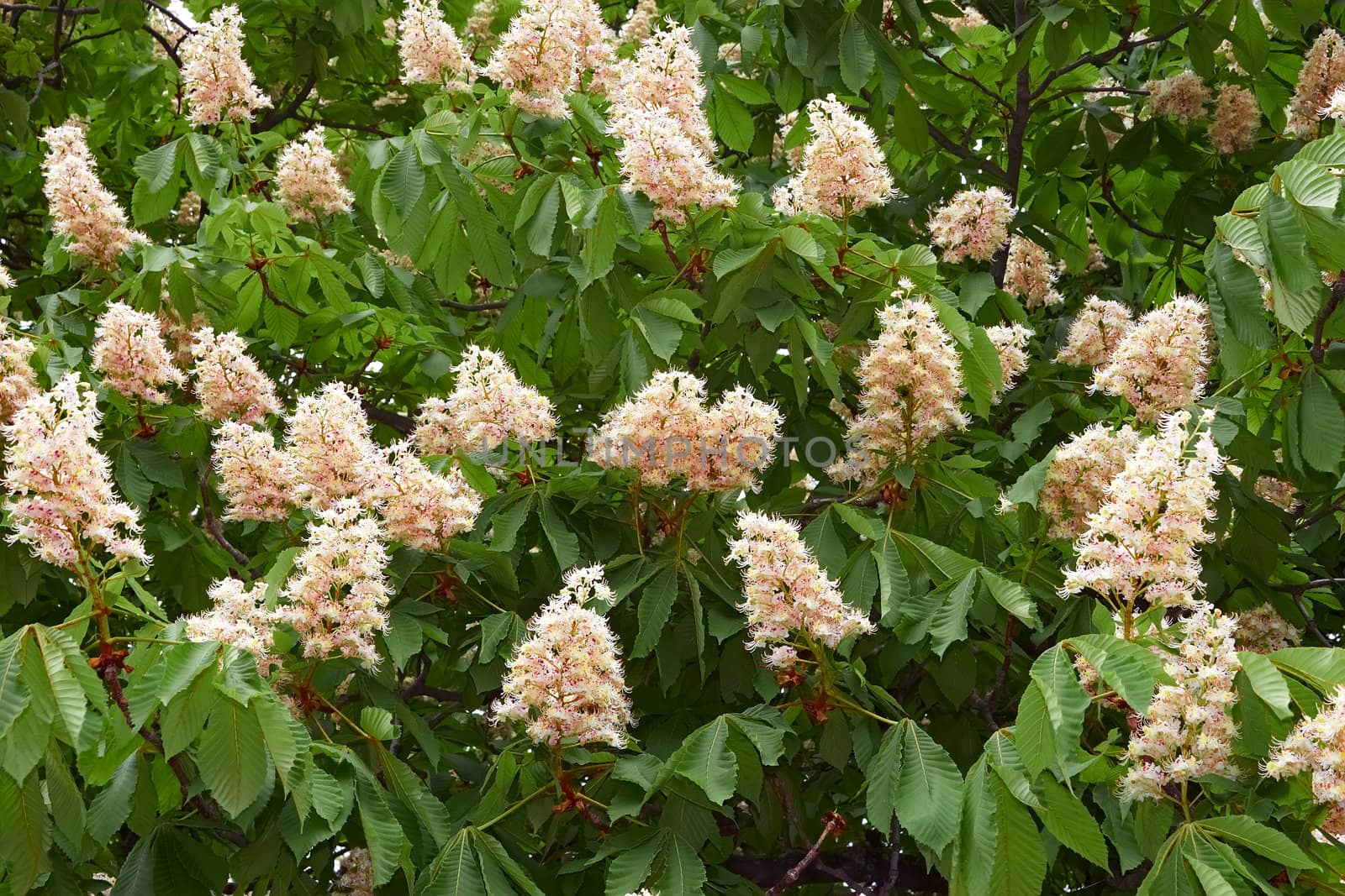 Detail of blooming chestnut tree in springtime. Latin name: Aesculus hippocastanum 