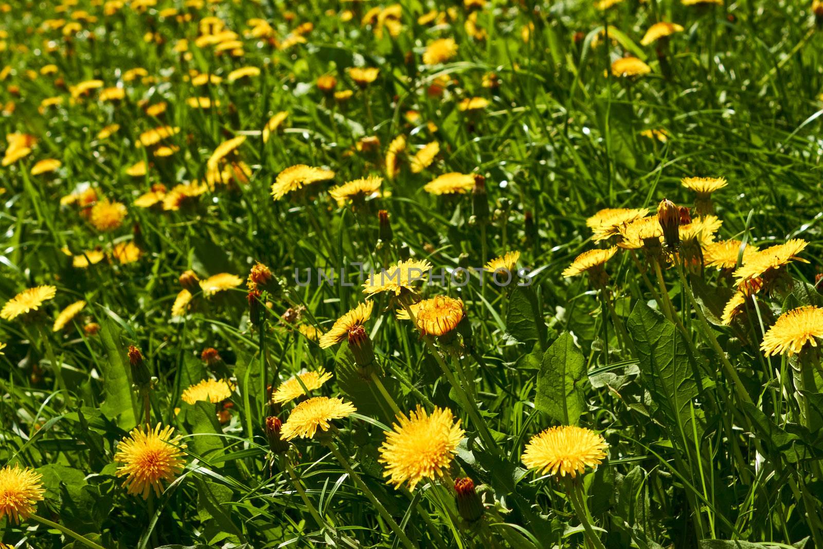 Yellow dandelions on meadow by qiiip