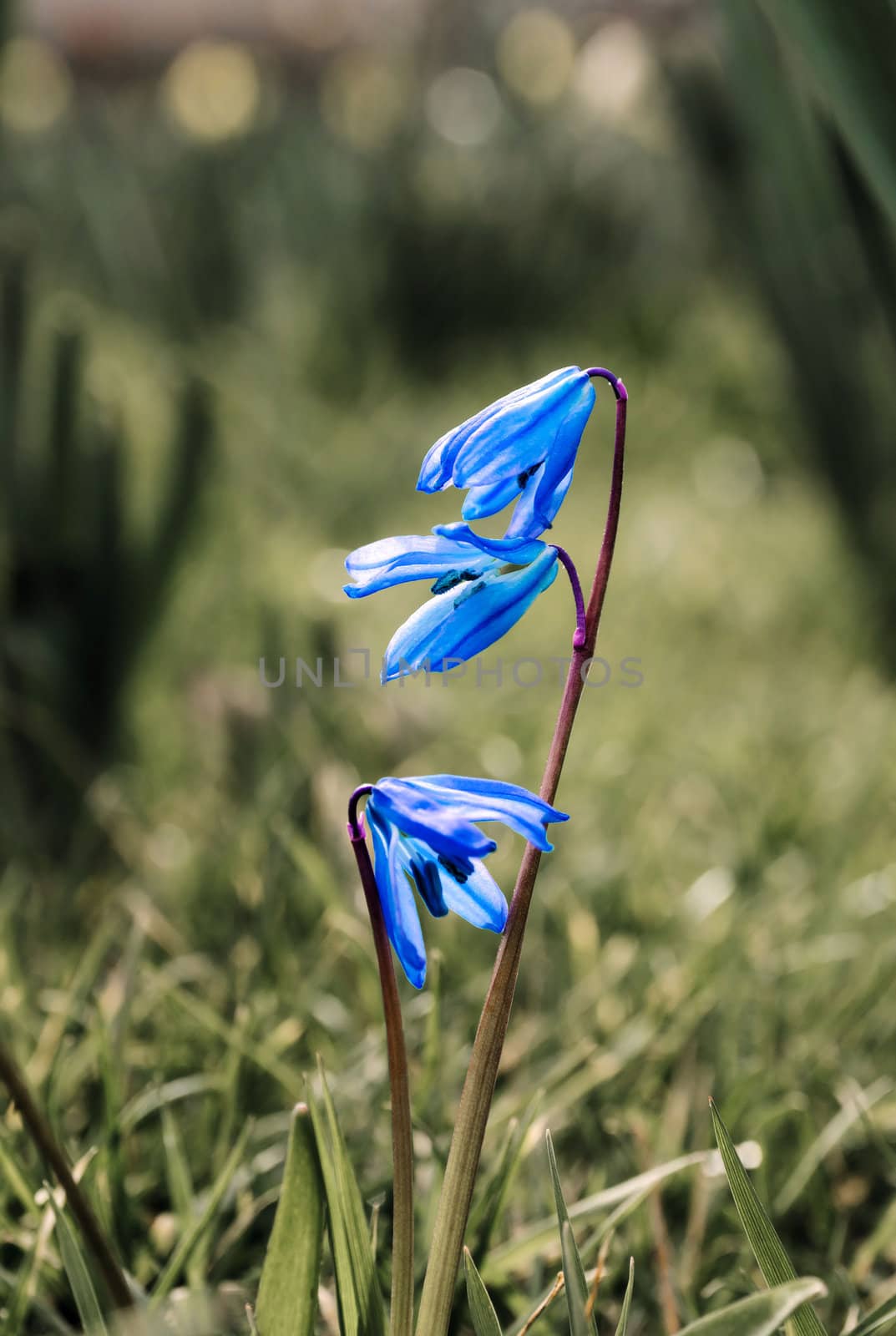 Dainty blue flower