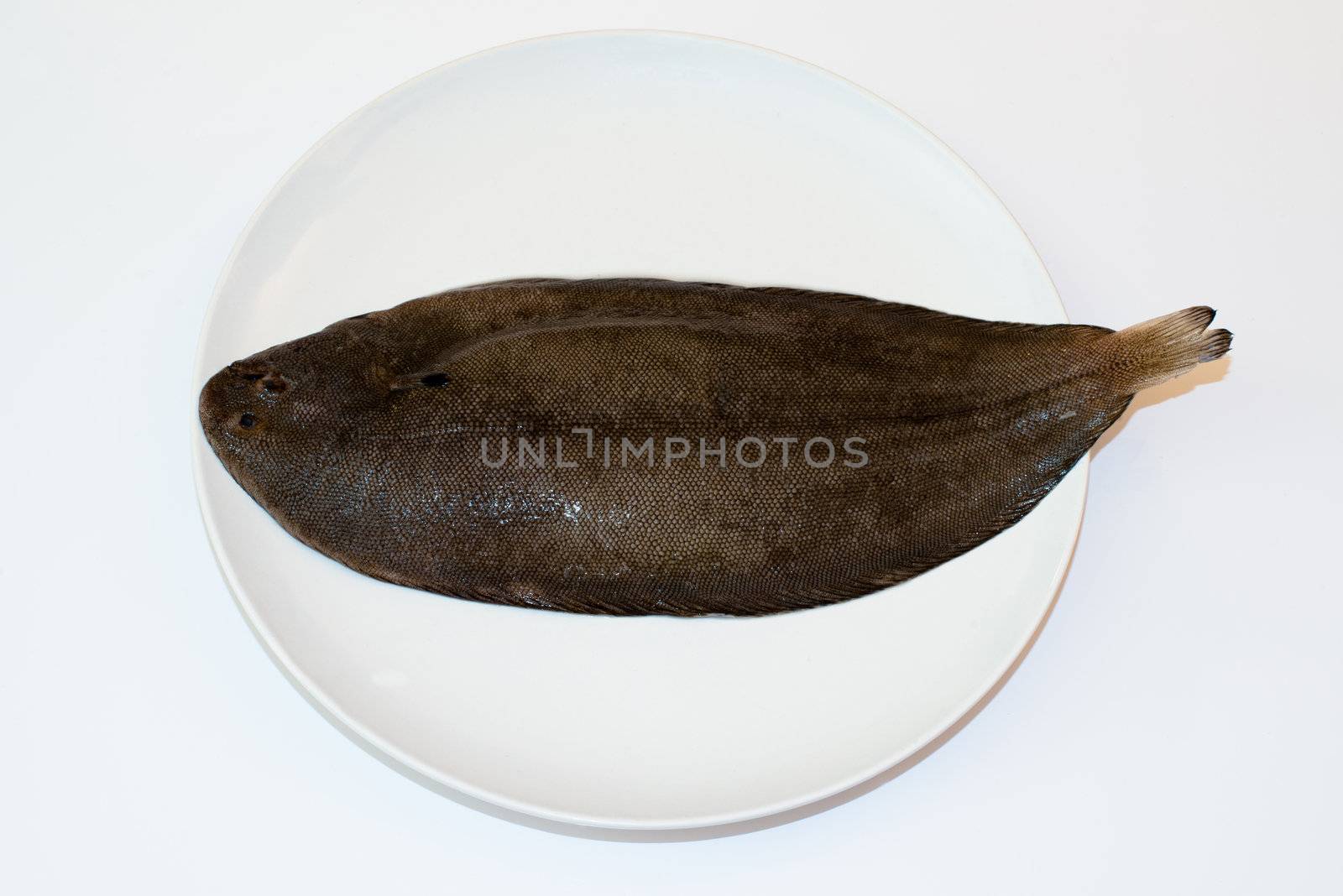 Dover sole (Solea solea) fish whole on a white plate