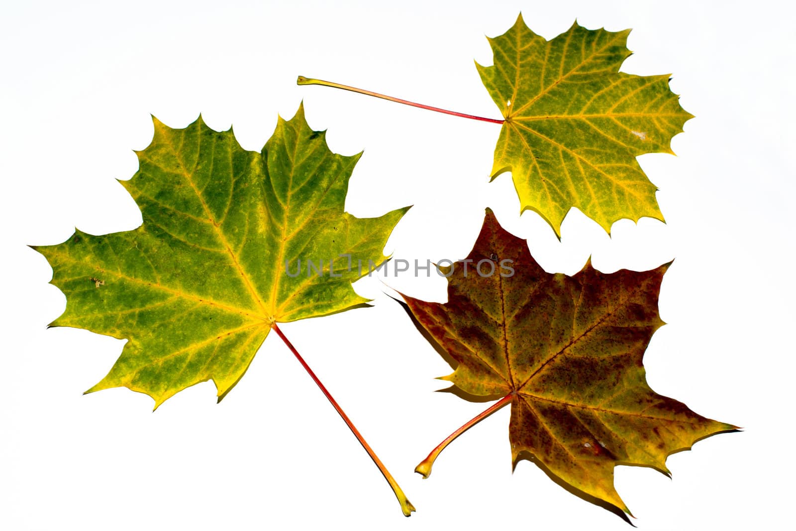 Three greatly coloured autumn maple leaves on a white background