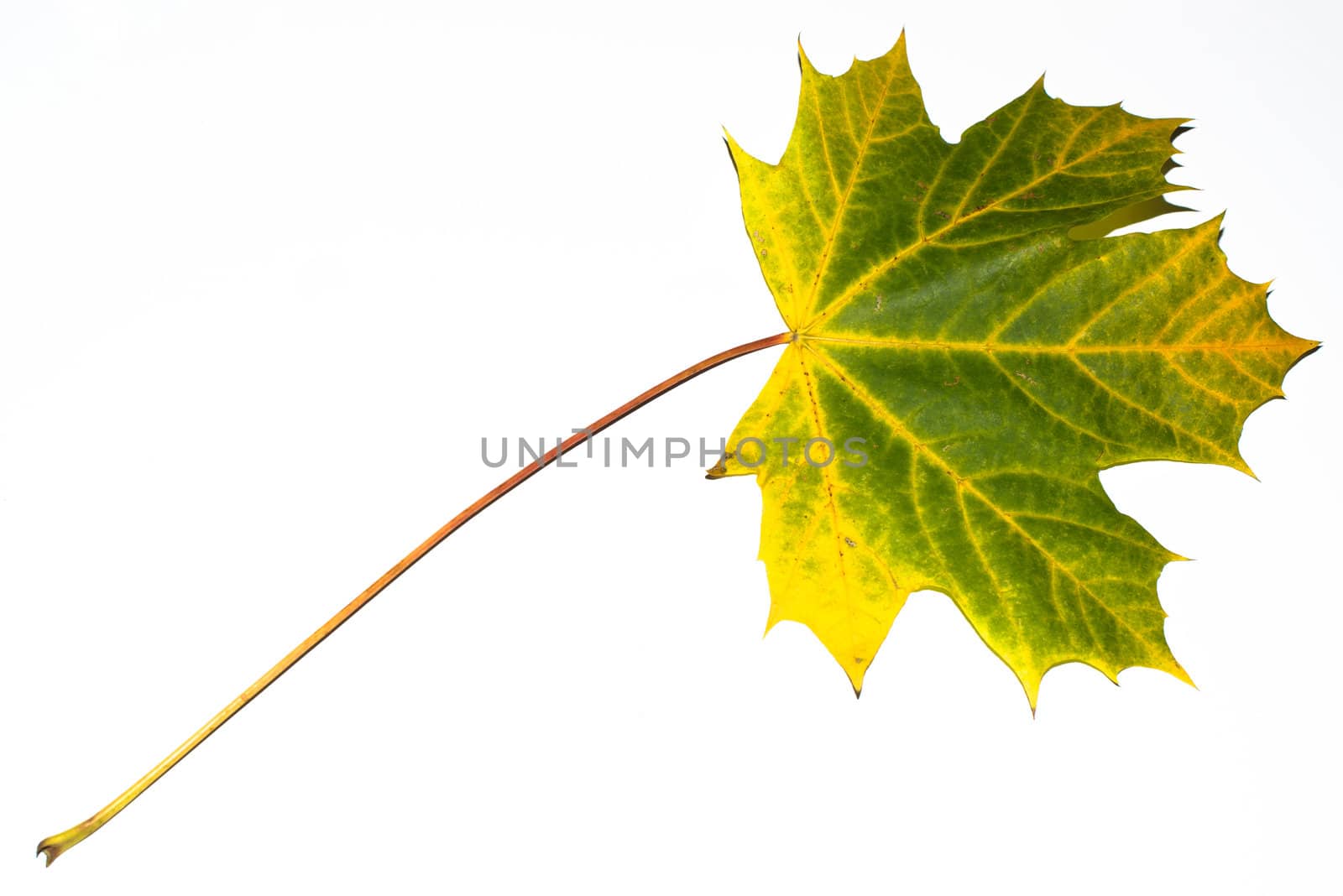 Greatly coloured autumn maple leaf on a white background