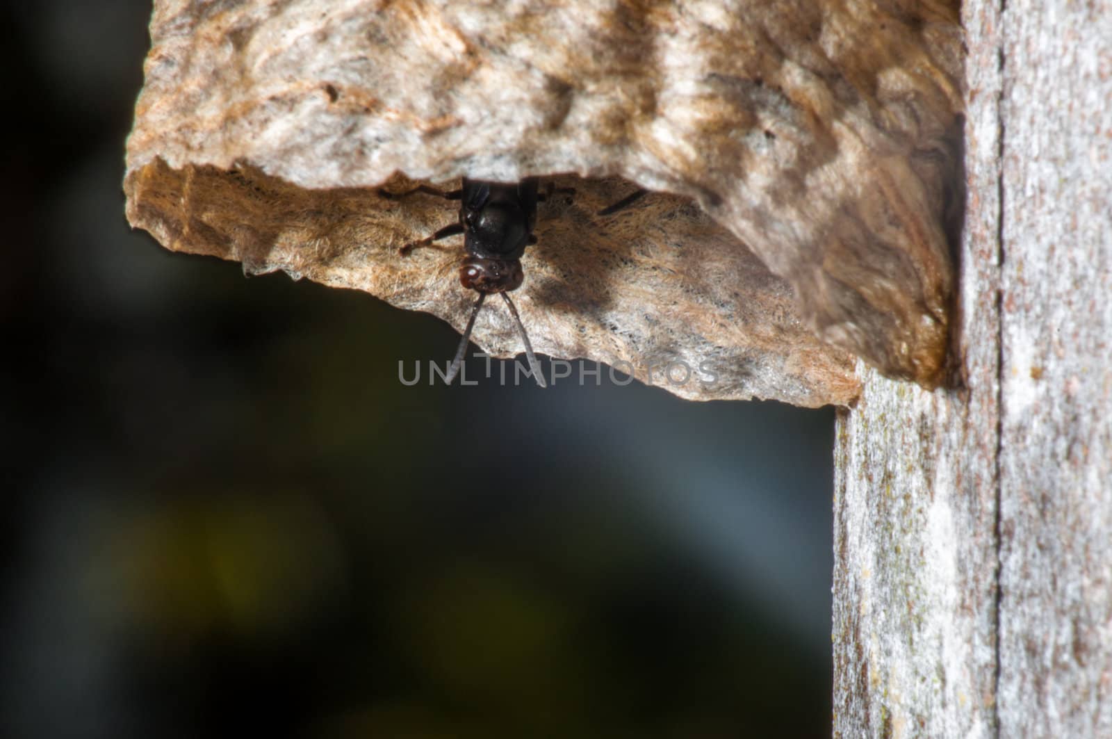 A black wasp looking out of a hive.