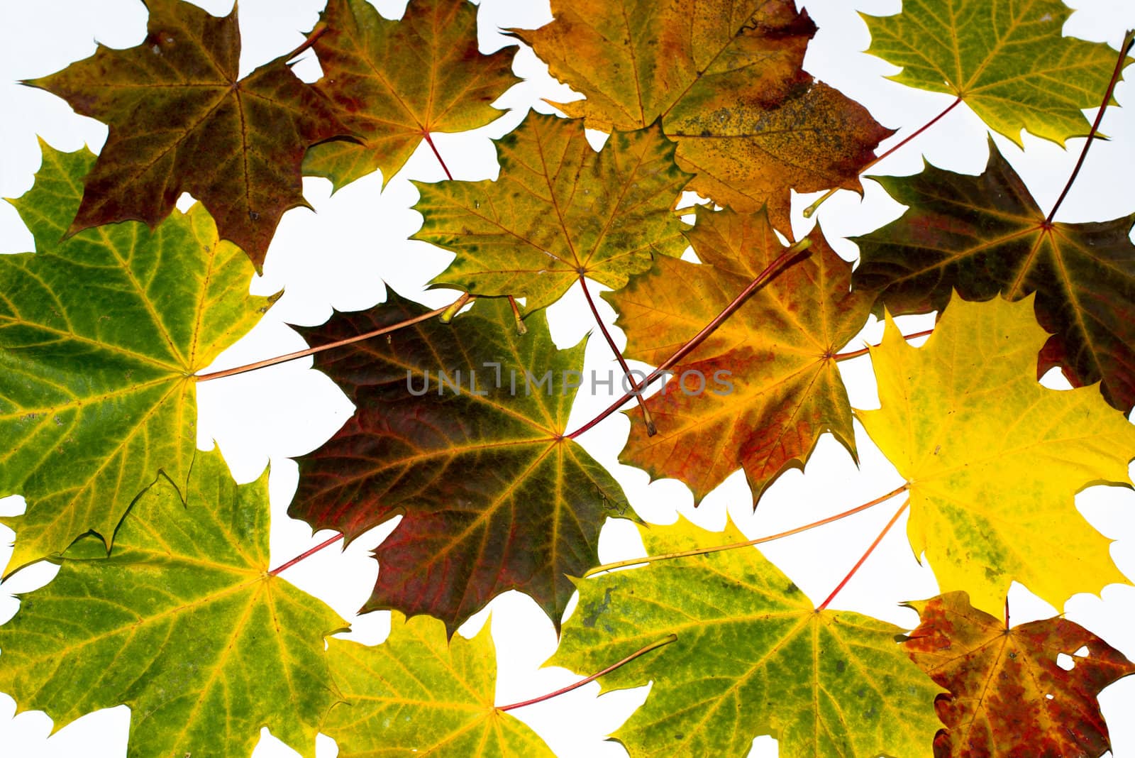 Greatly coloured autumn maple leaves on a white background