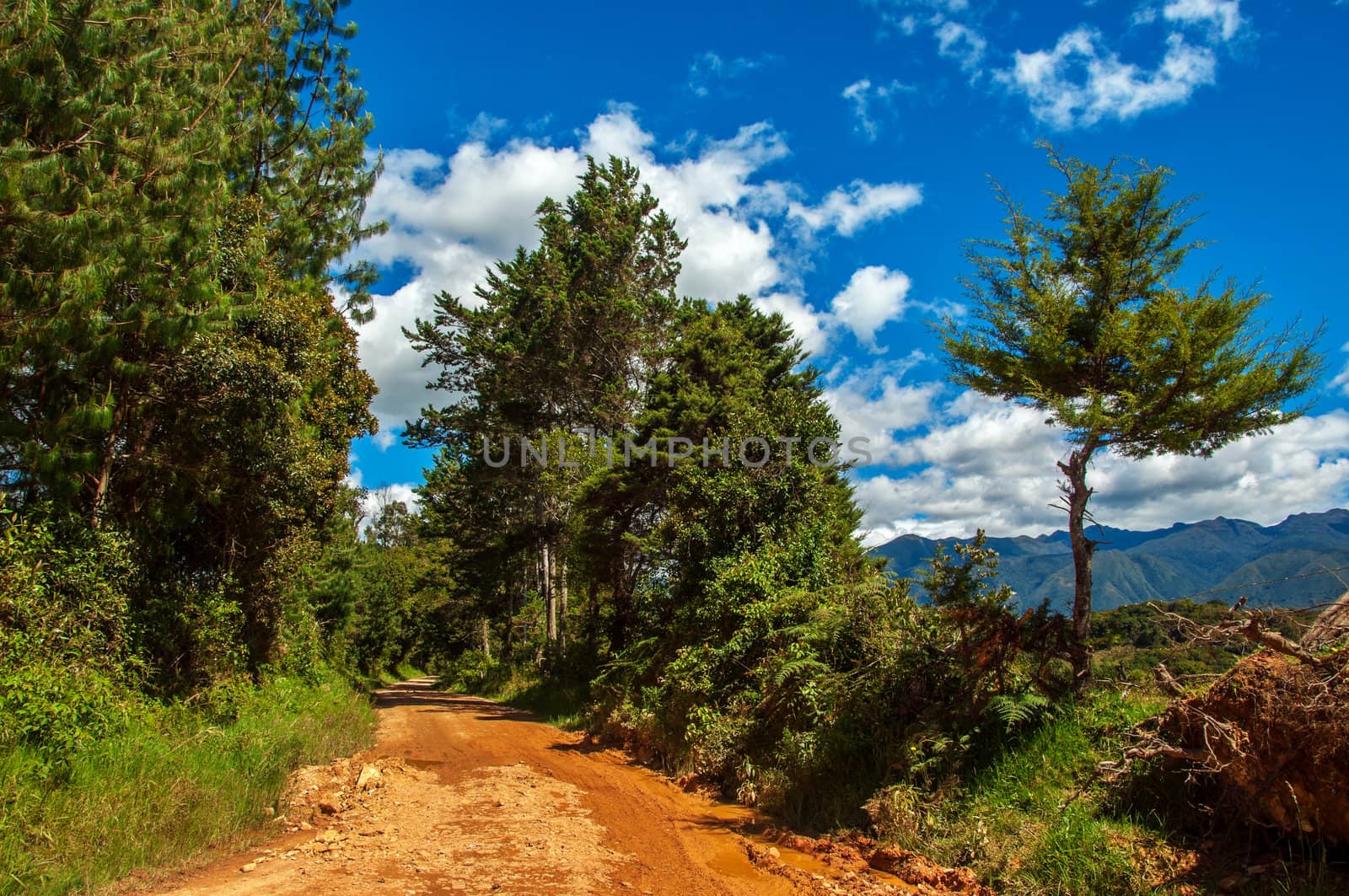 A dirt road in the Colombian countryside.