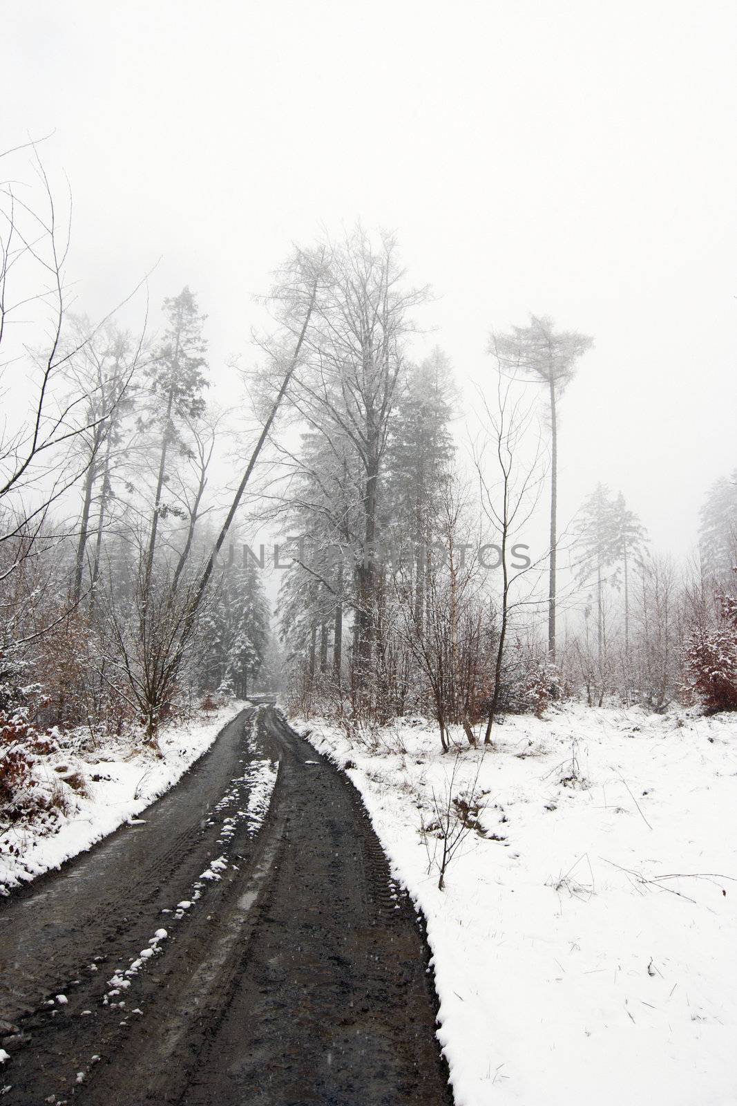 Snowy forest road and trees - nobody 