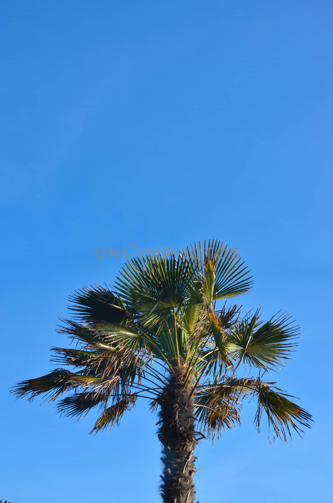 Palm tree in clear blue sky by pauws99