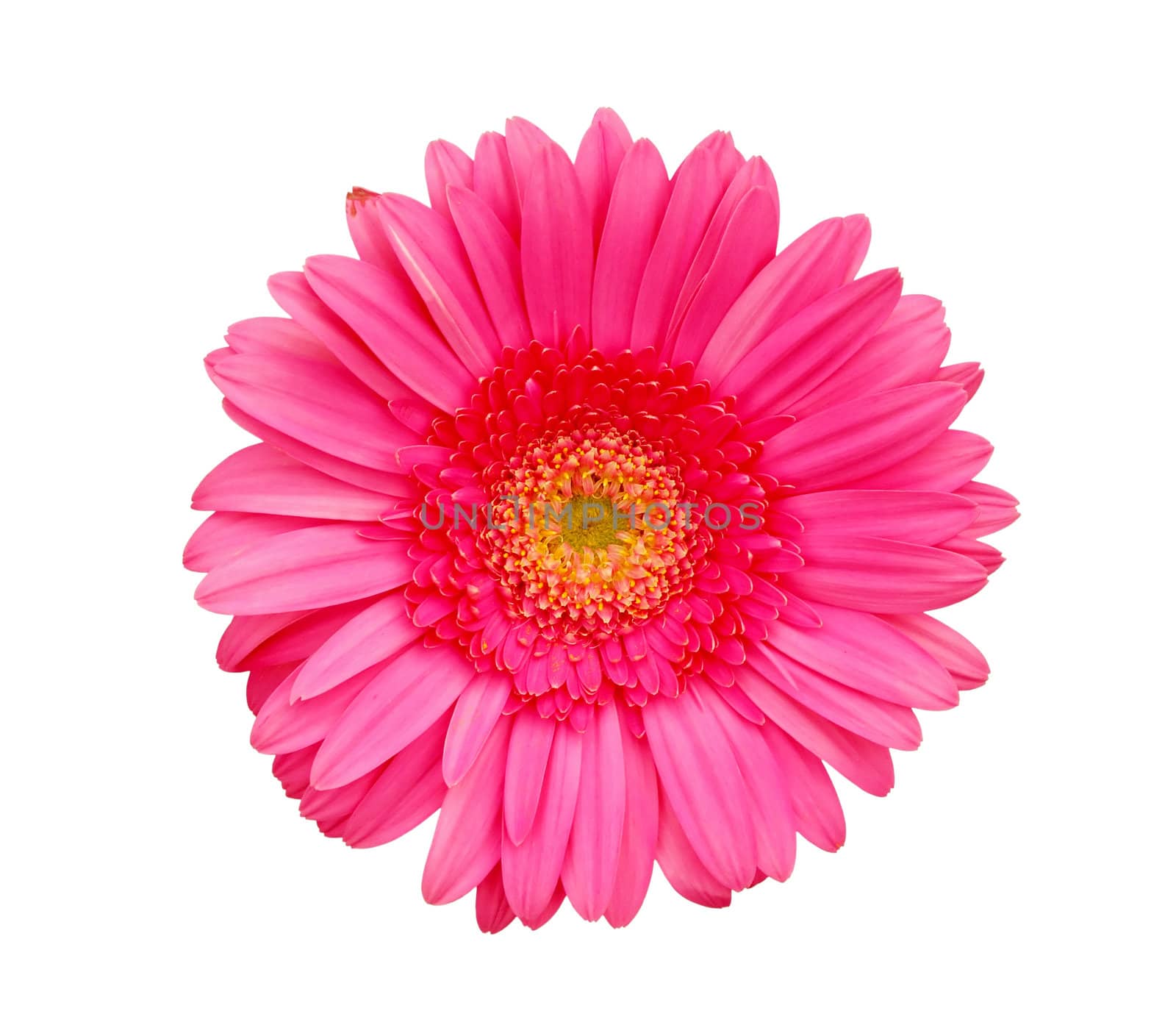 Flower of pink gerber isolated on white