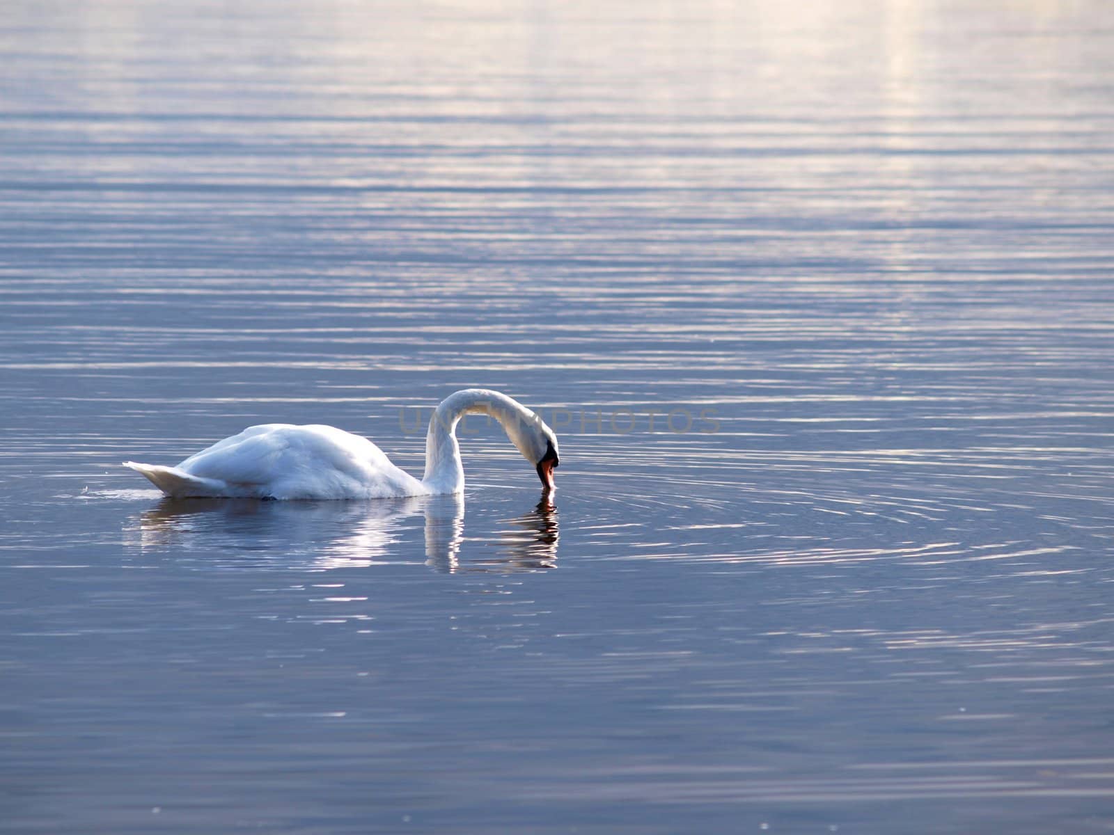 Swan, swimming gracefully around alone, at sunset