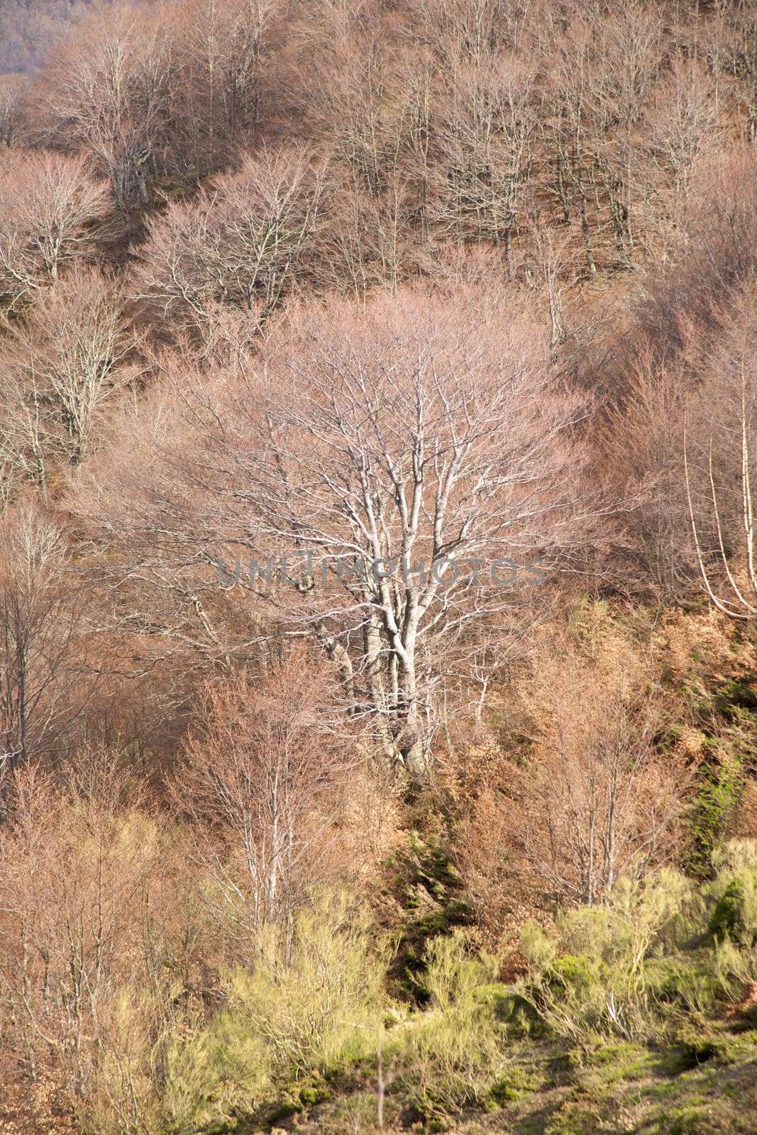 fall trees in Picos de Europa by quintanilla