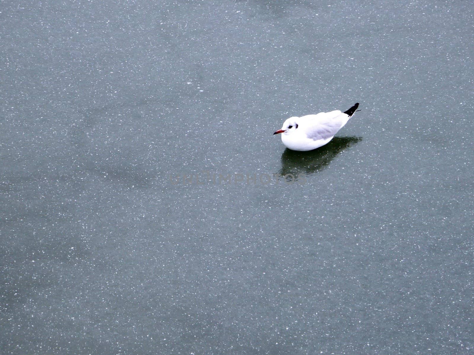 ice seagull winter outside on icy water surface