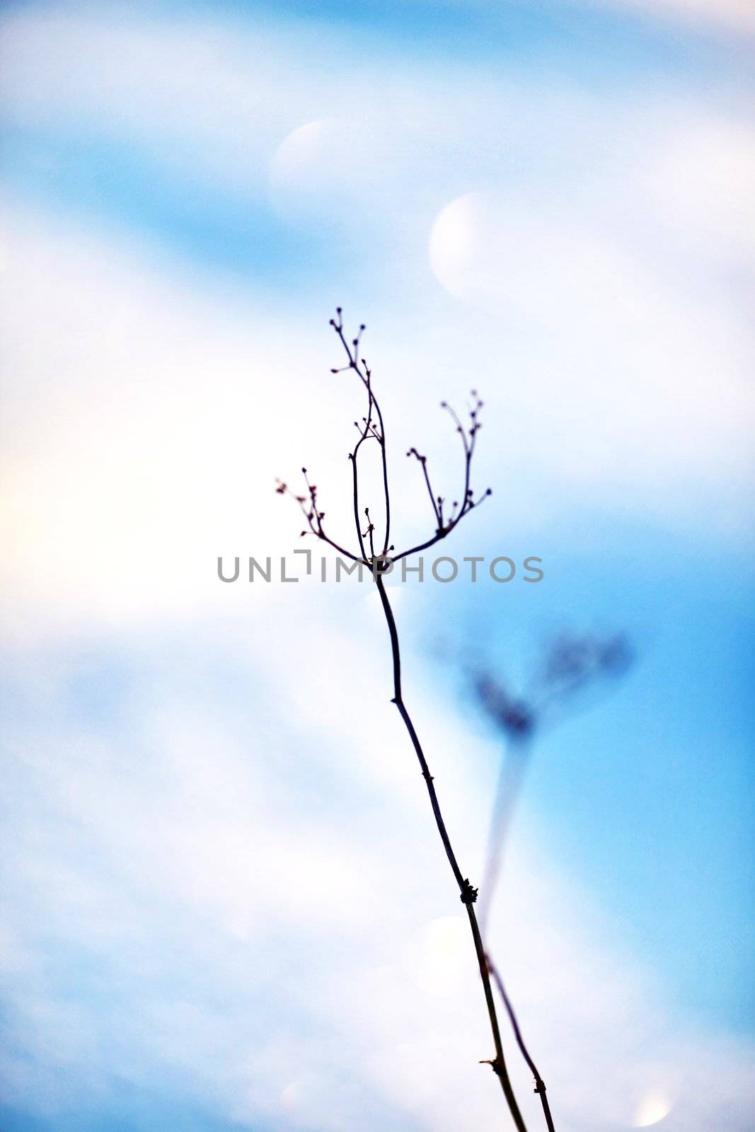 snow surface plant by yucas