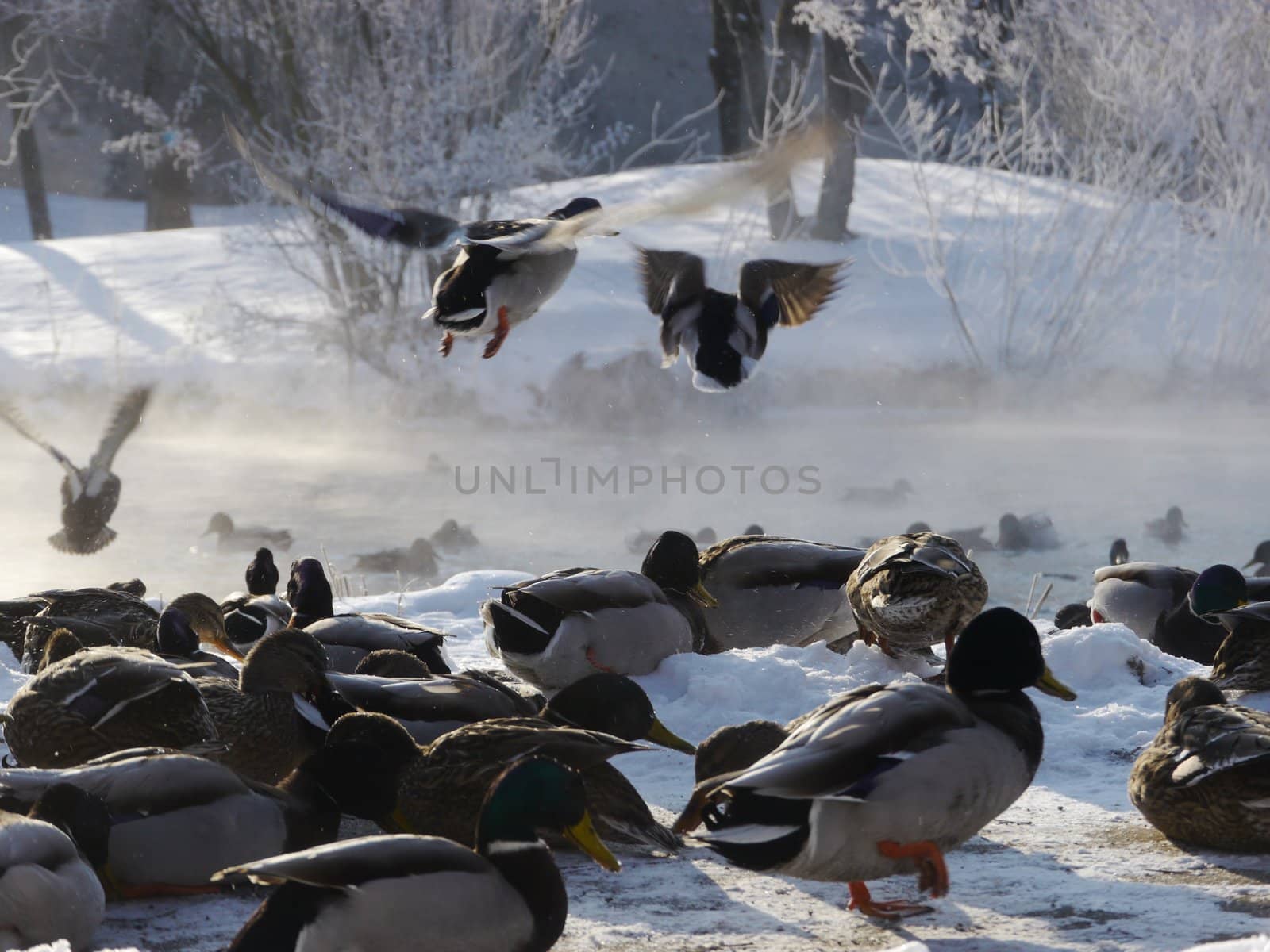 Wild ducks flying in the winter by yucas