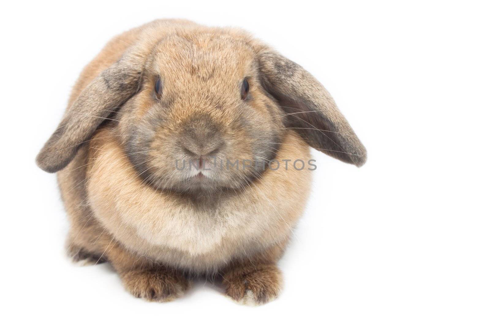 Cute rabbit on white background