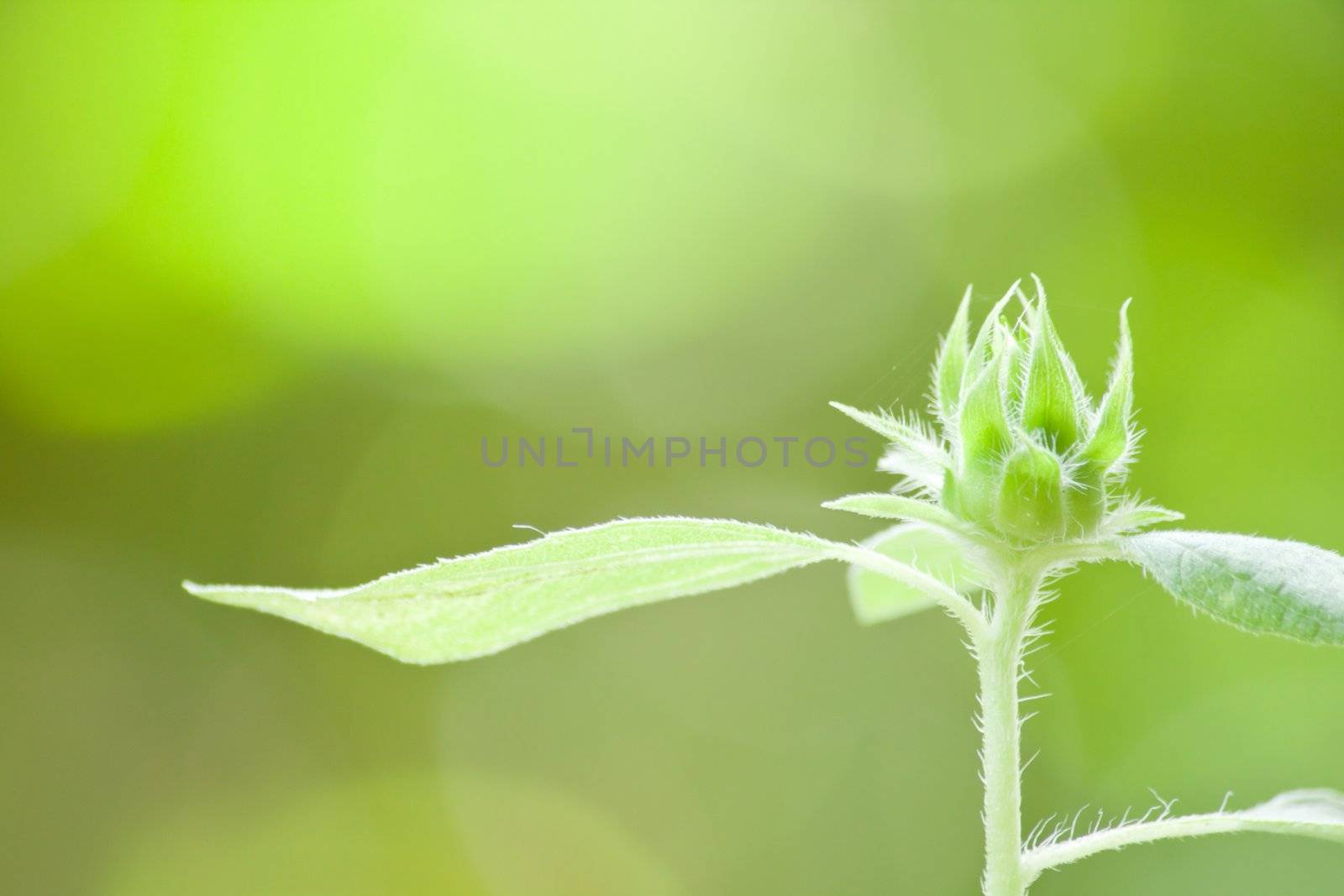 Green blossom by artemisphoto