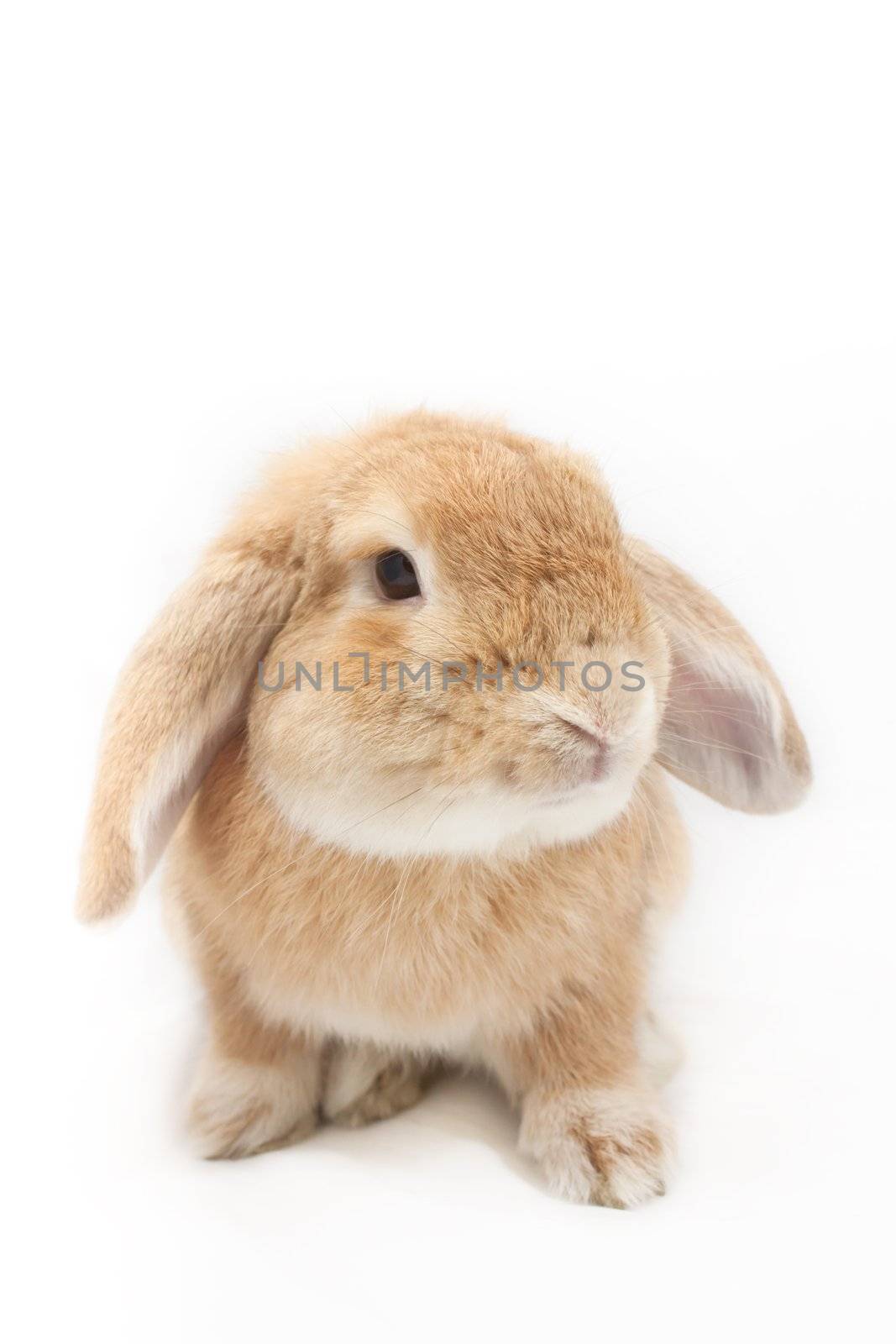 Rabbit by artemisphoto