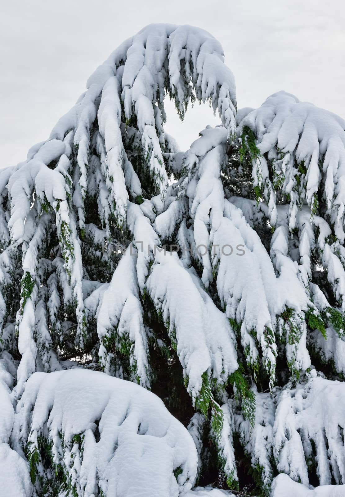 A tree covered with snow during Noreaster Athena on November 7, 2012. Athena is the first named Noreaster ever as the naming convention has just begun. Location is Monmouth County, New Jersey.