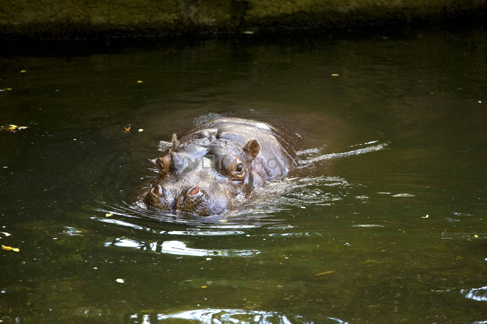 Hippo sticking head above water by jarenwicklund