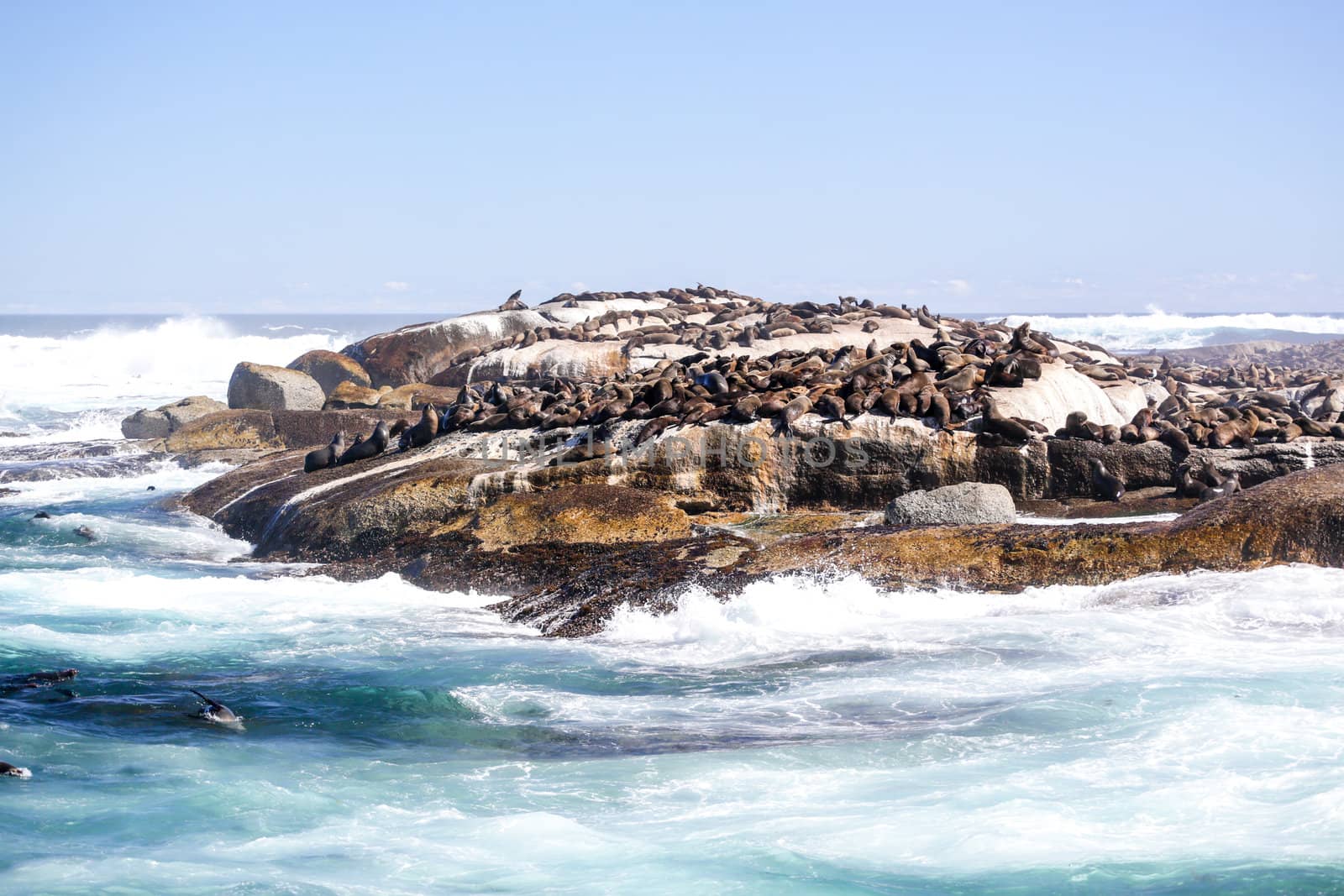 Thousands of seals sunning on Seal Island near the south western tip of South Africa