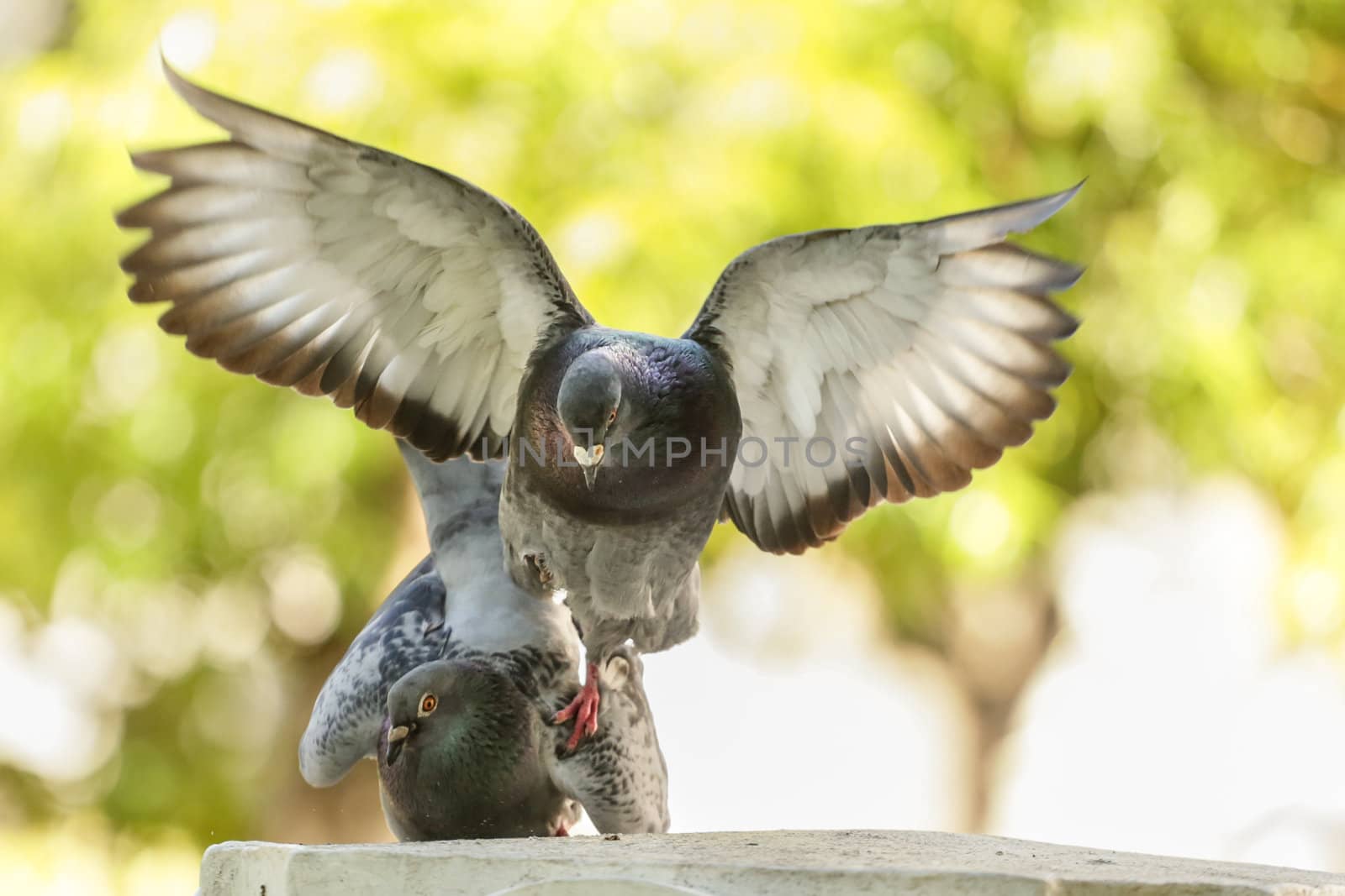 A male pigeon landing on the female initiating a mating ritual
