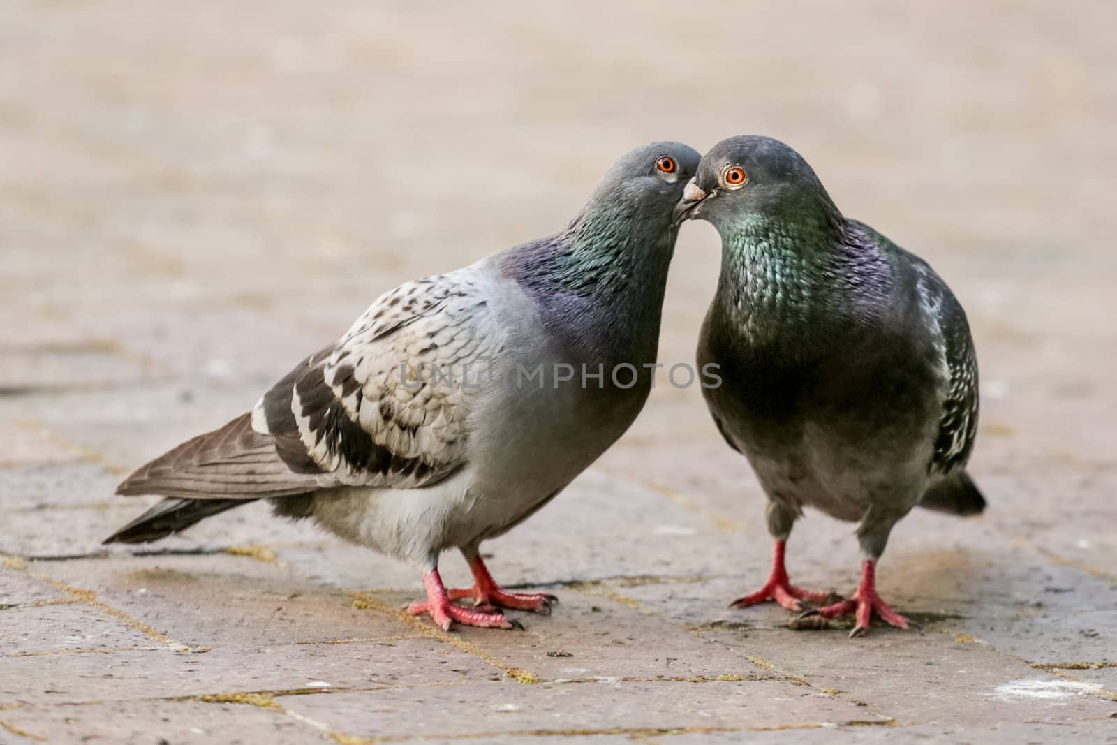 Two pigeon kissing by inter locking their beaks