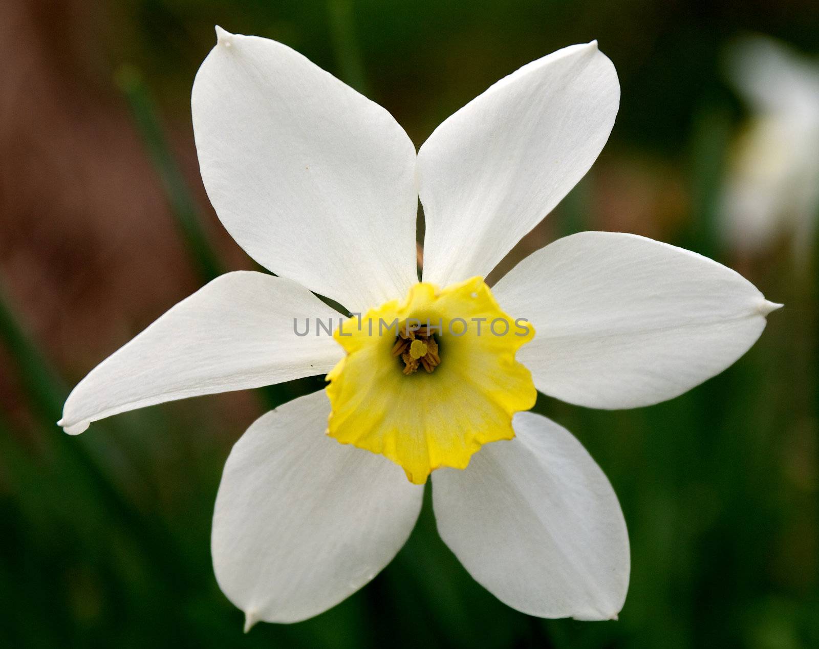 Spring Daffodil in Natural Environment closeup