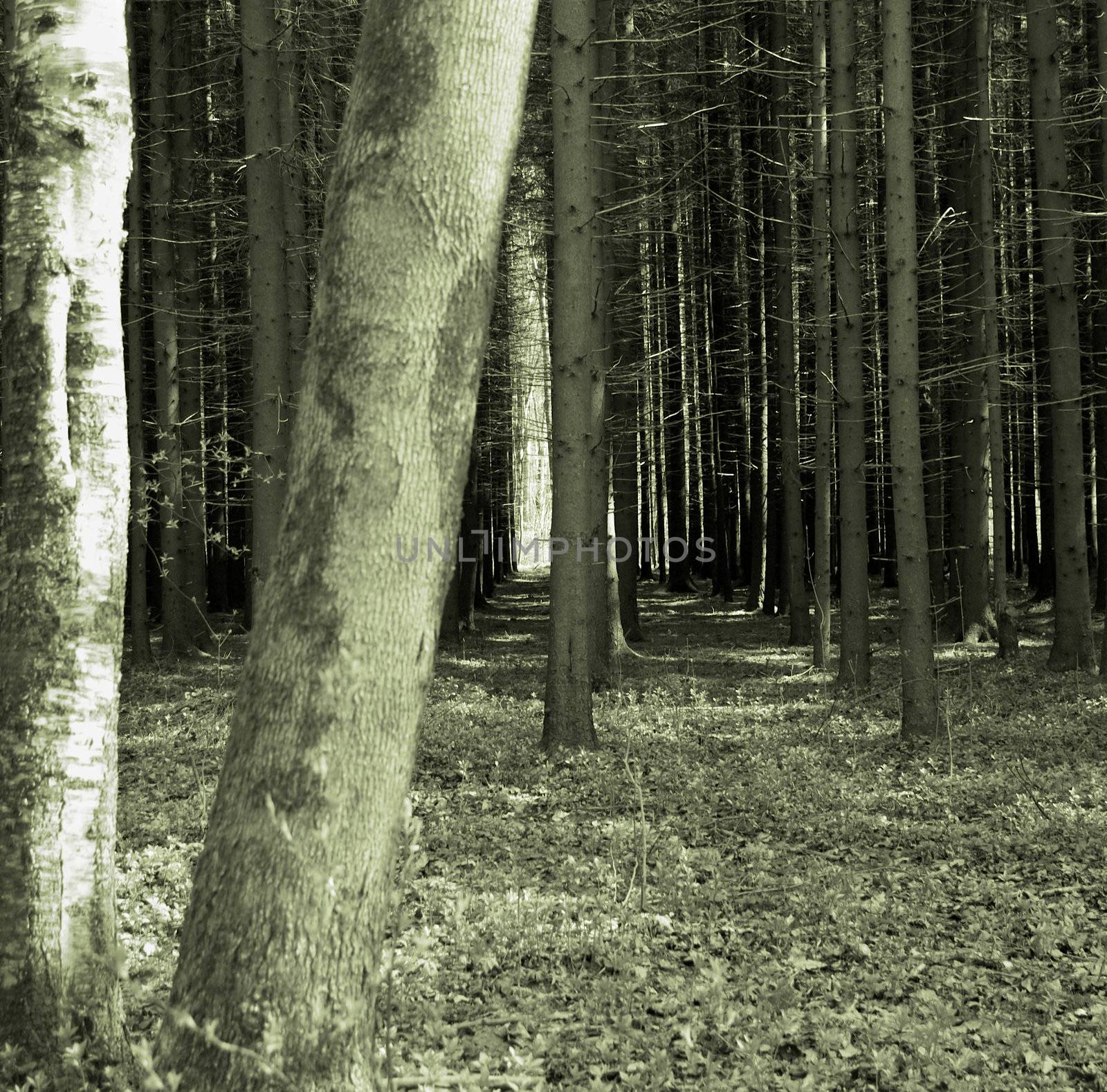 Mystery Forest by zhekos